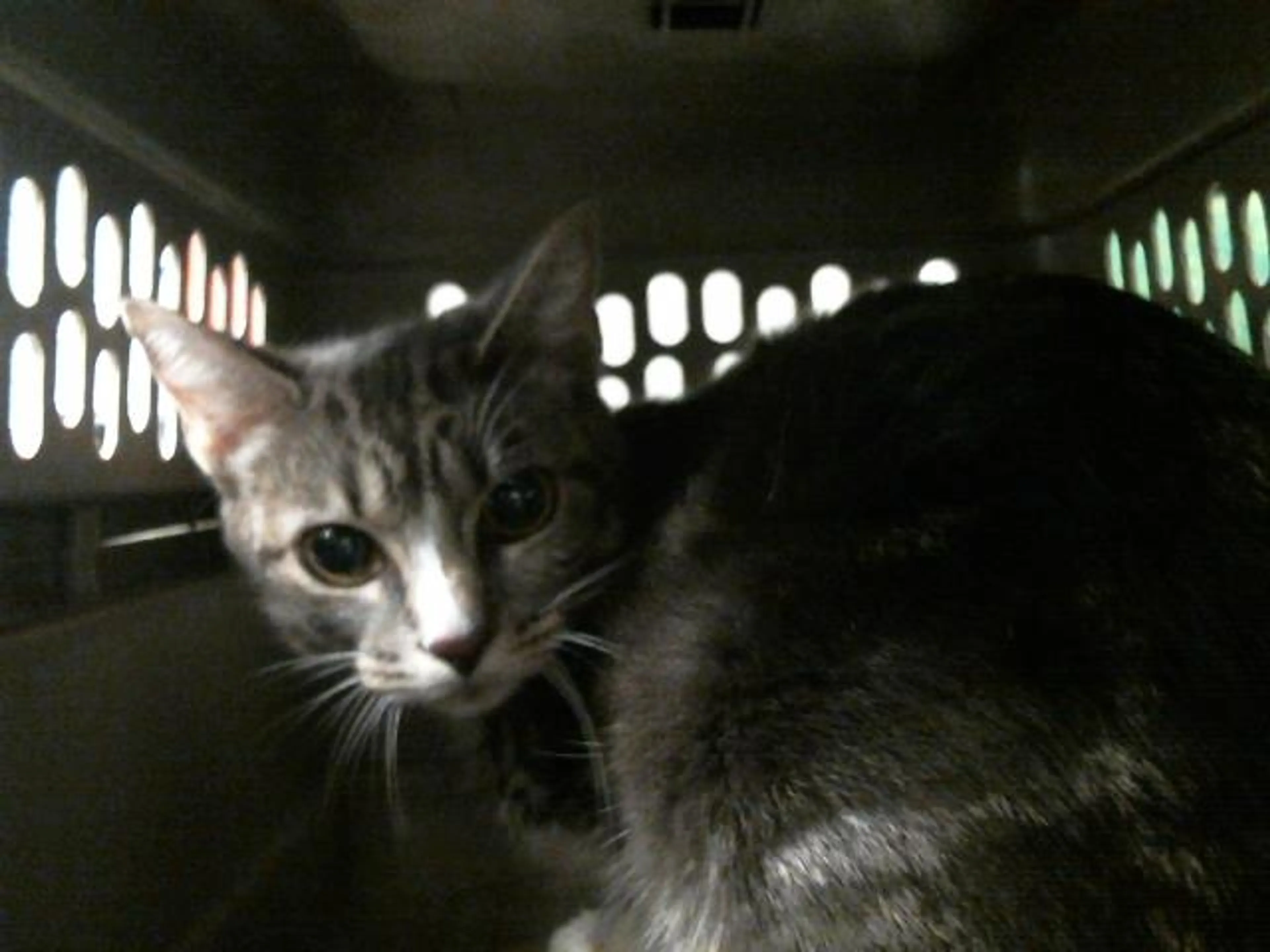 Found pet