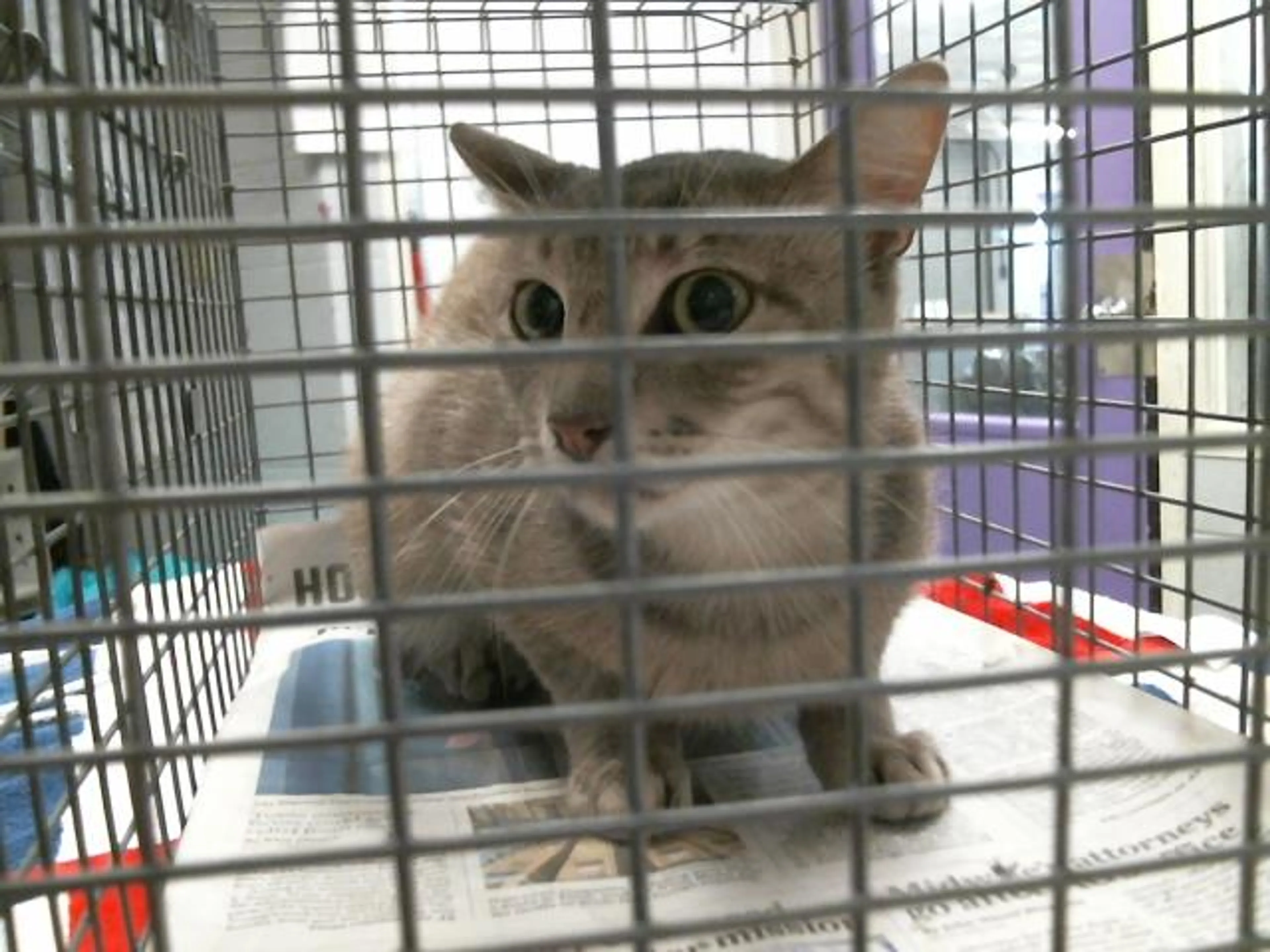 Found pet