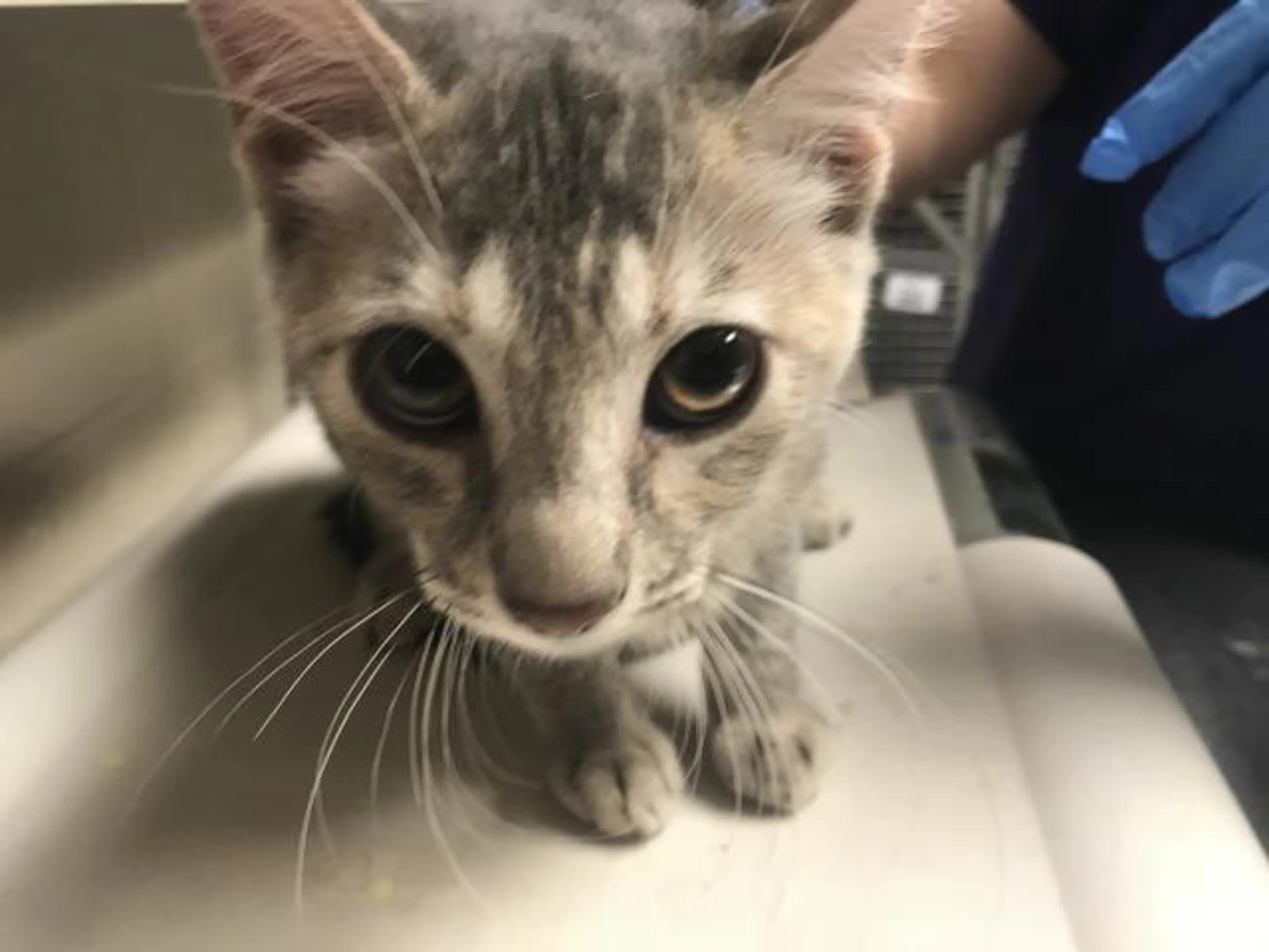 Found pet