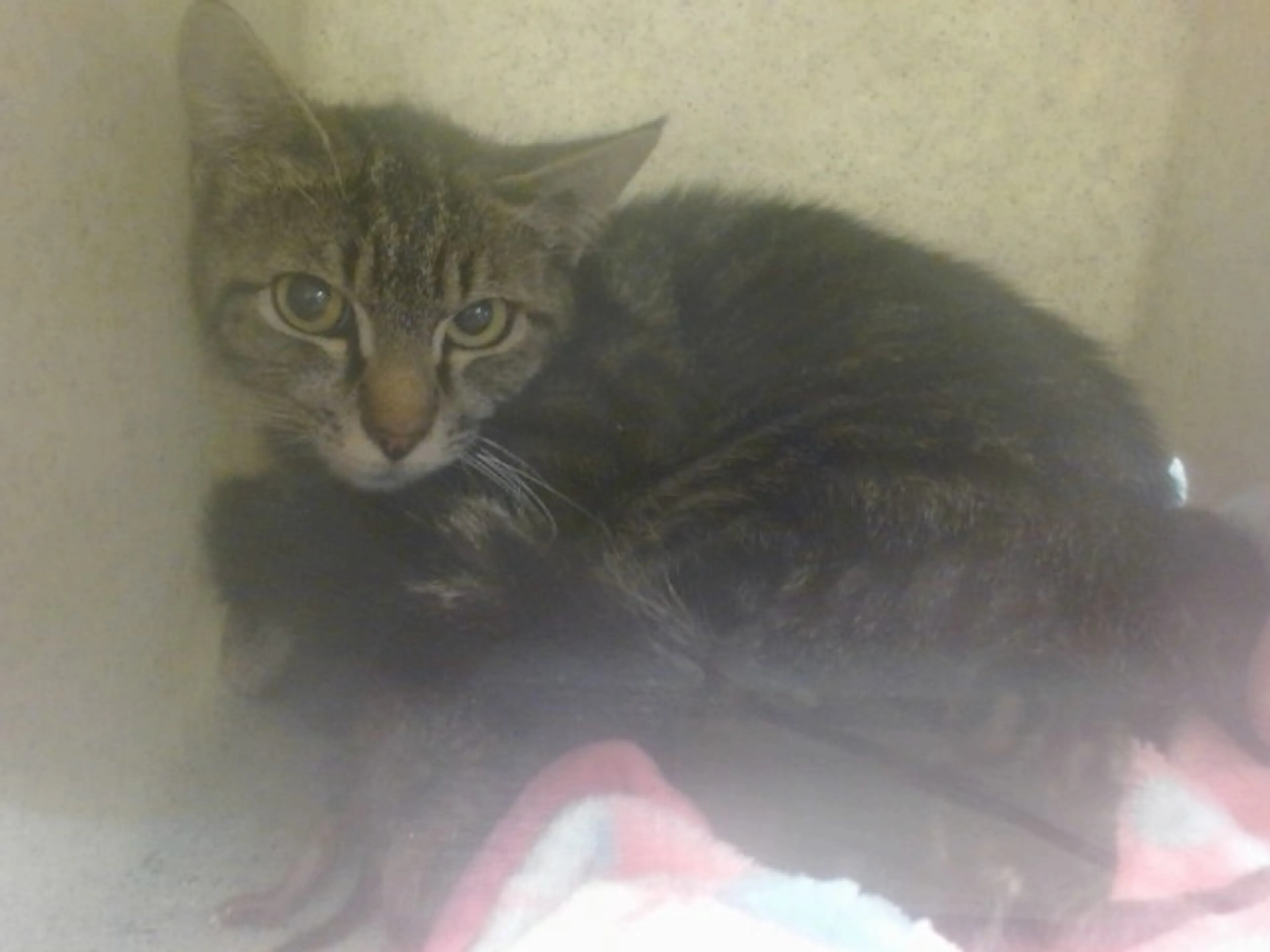 Found pet