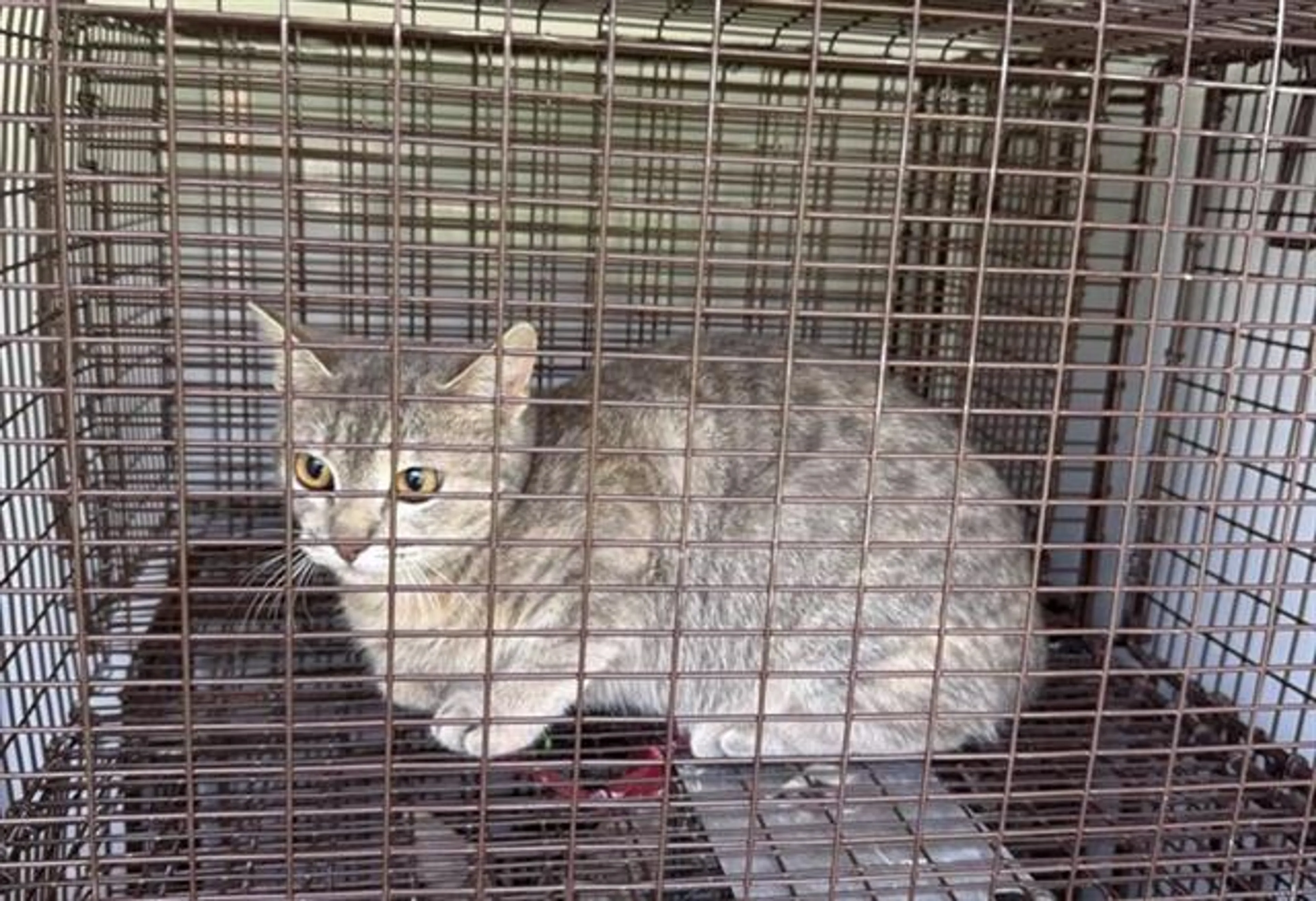 Found pet