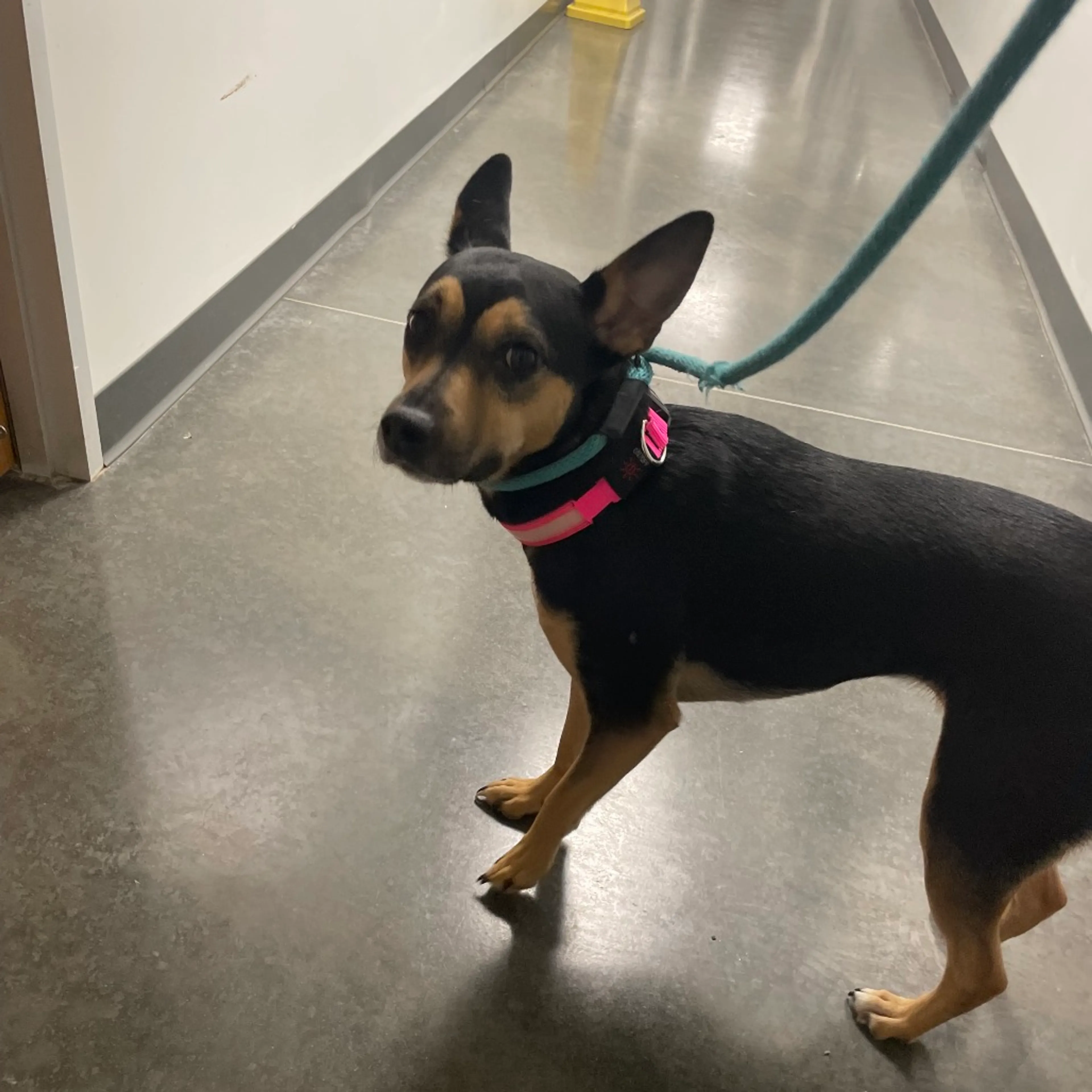 Found pet-1