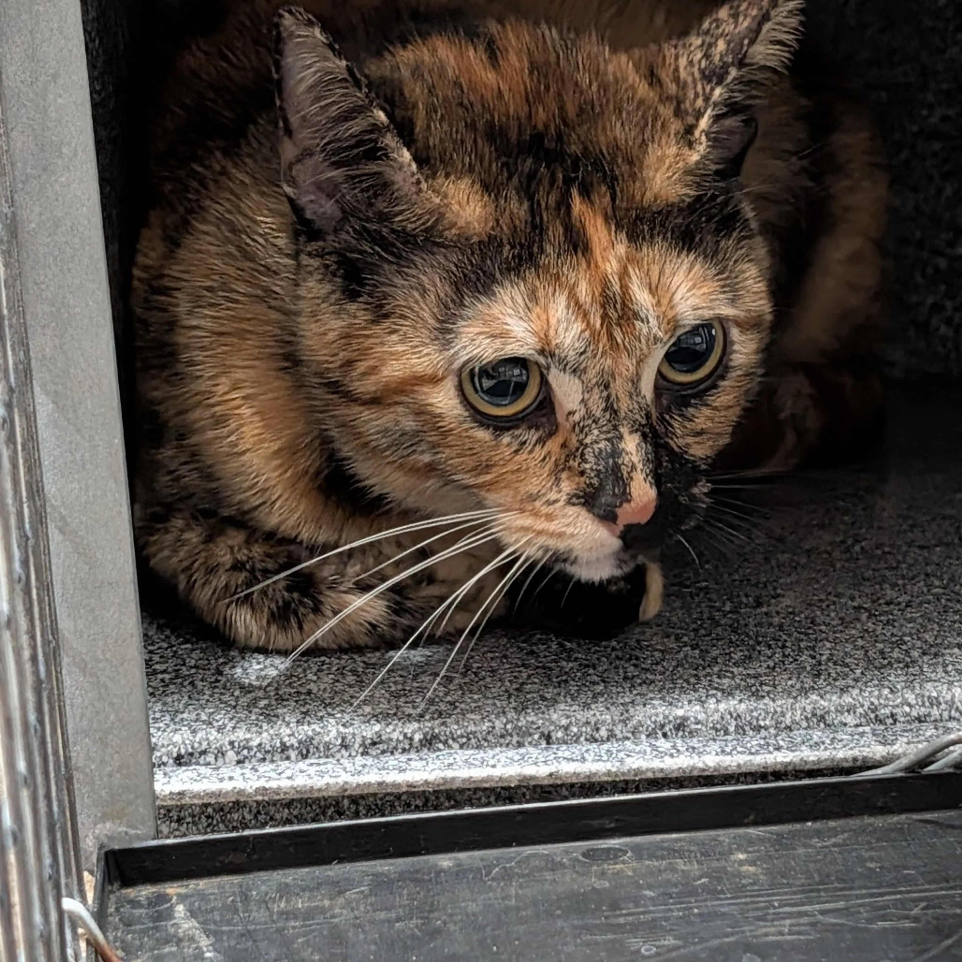 Found pet