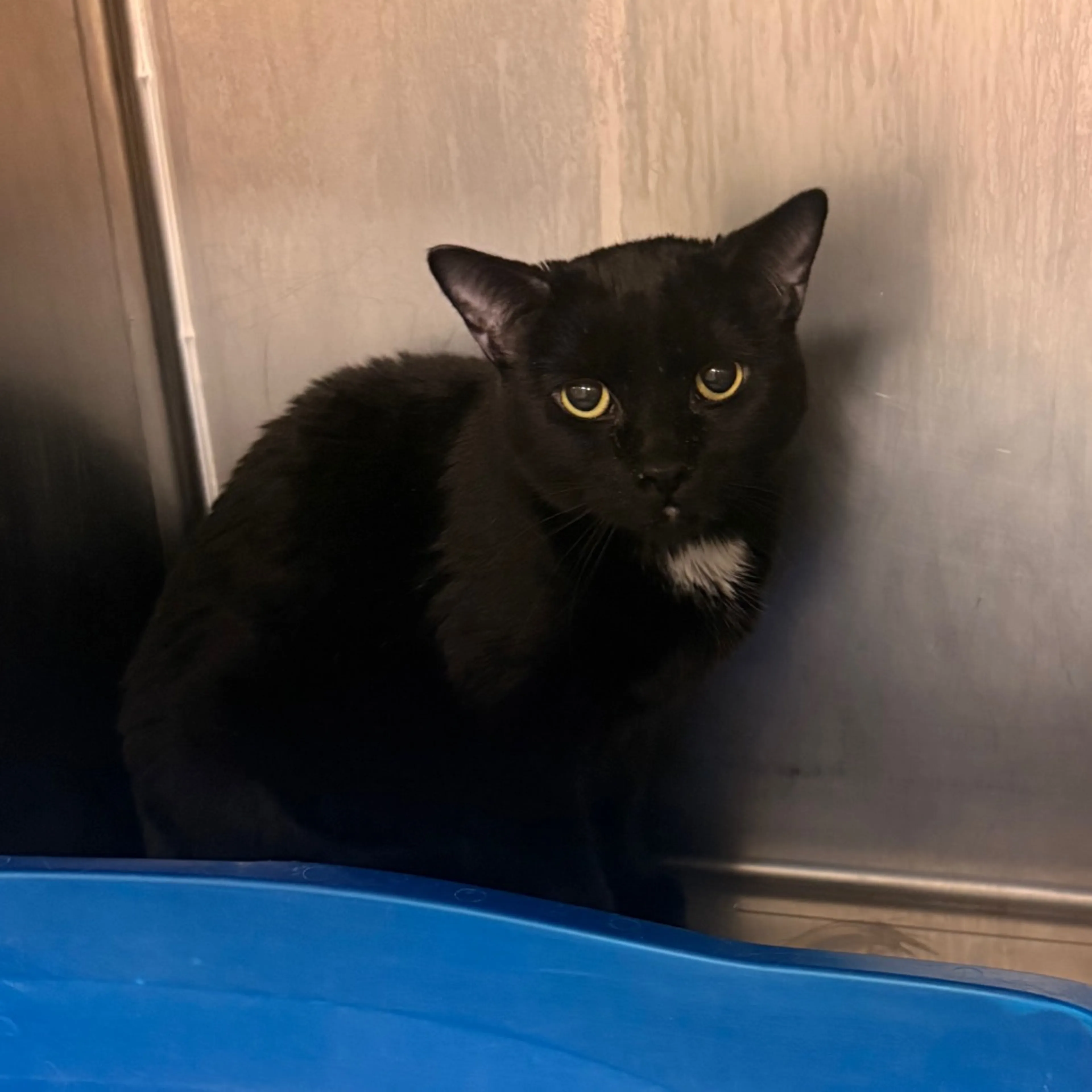 Found pet-1