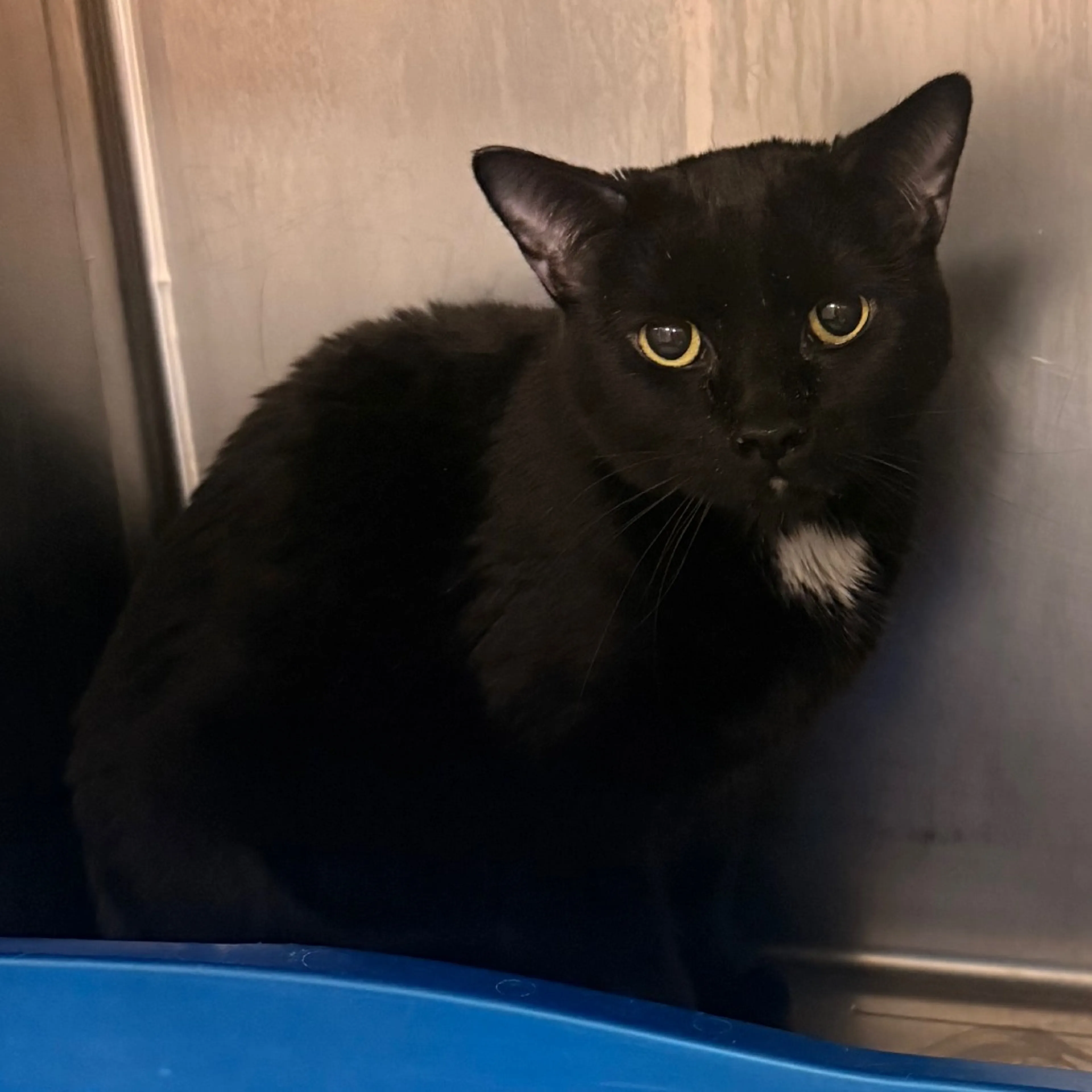 Found pet-2