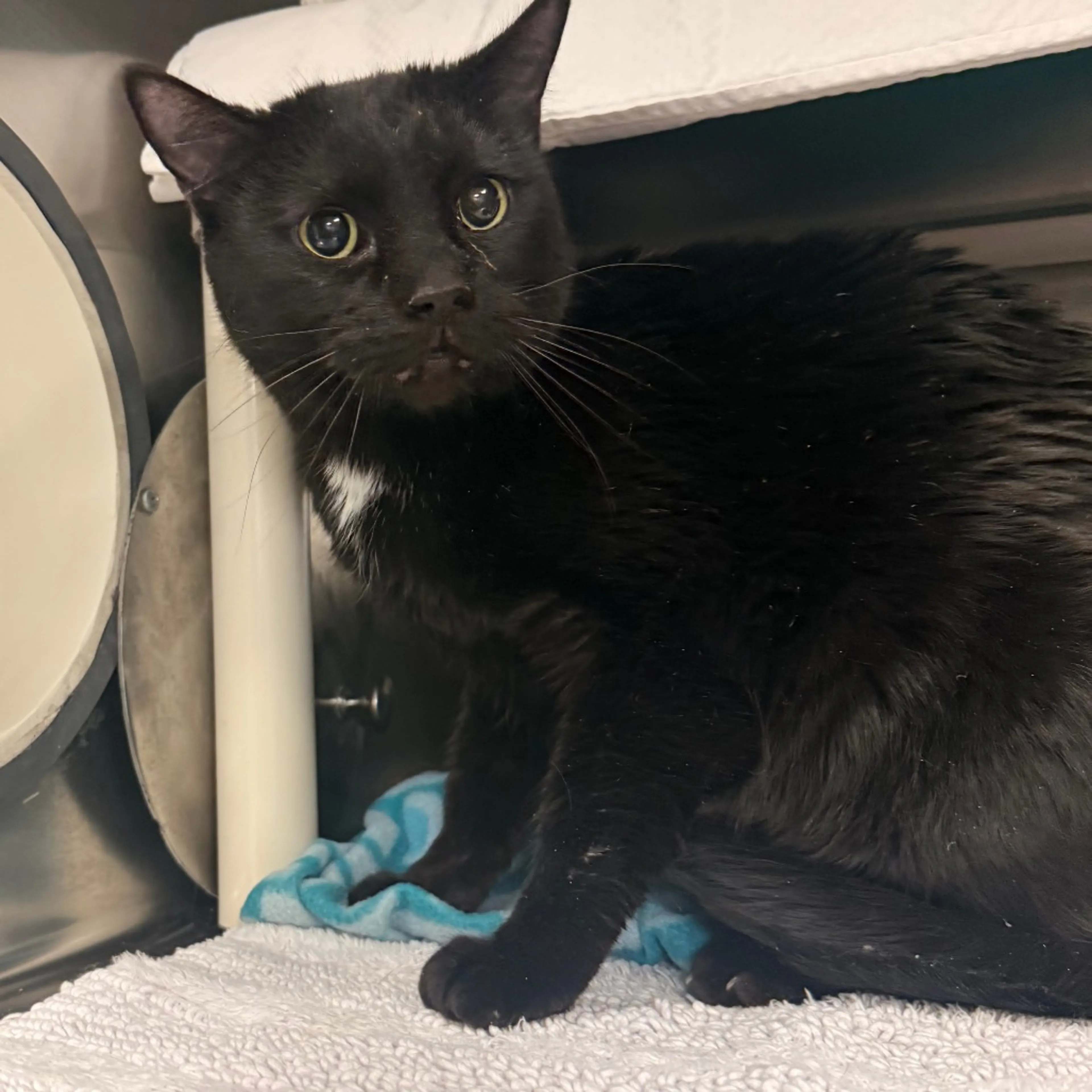 Found pet-1