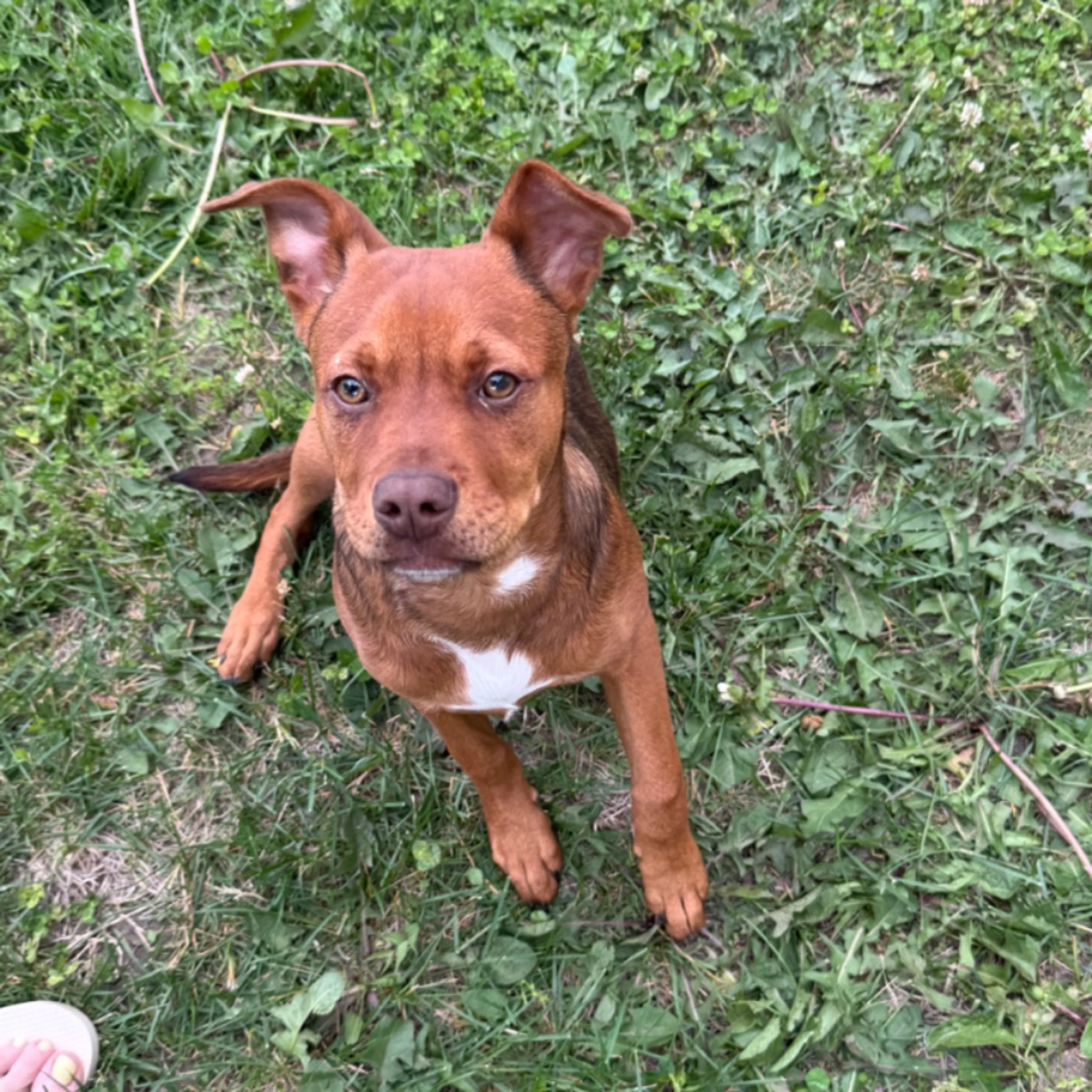 Found pet