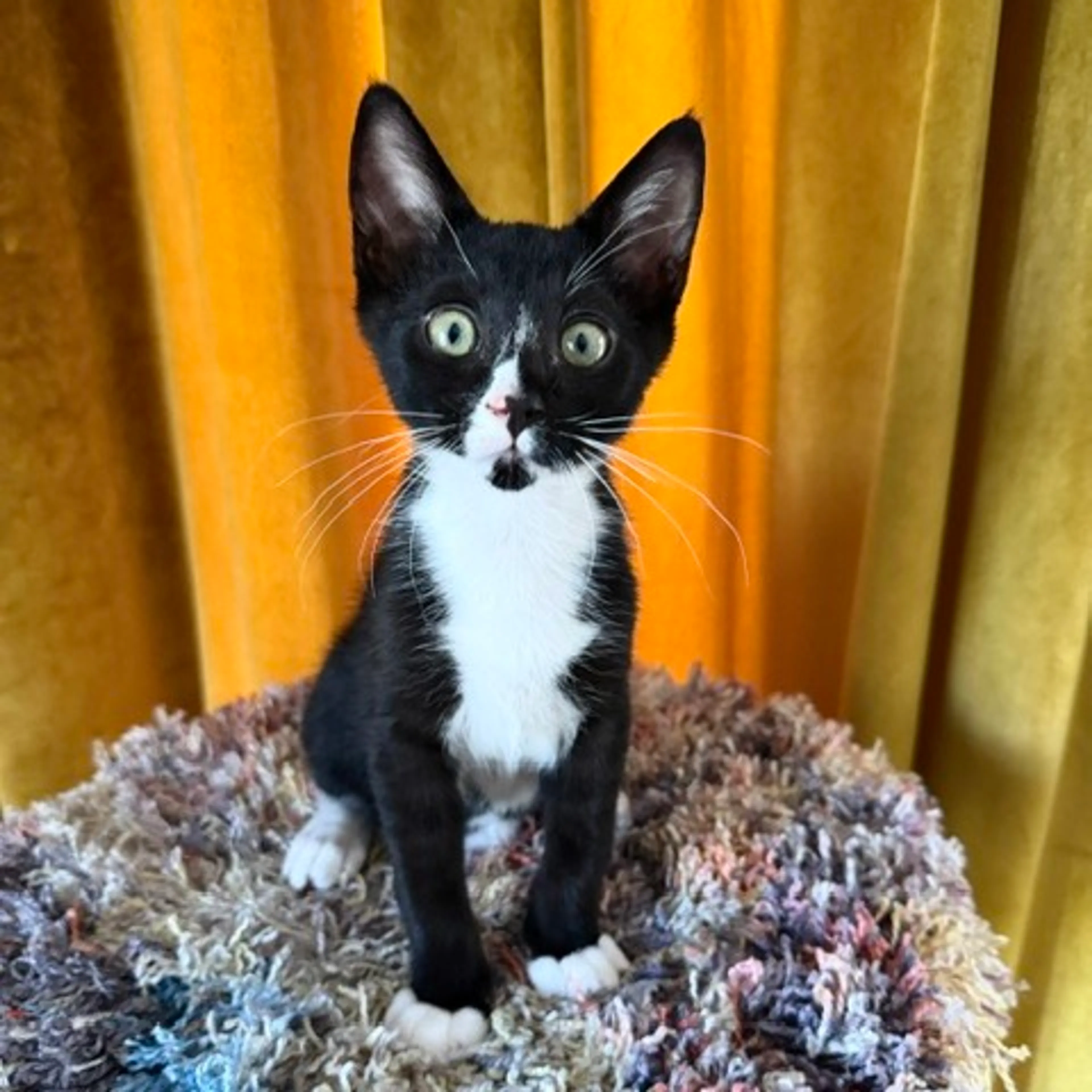 -4