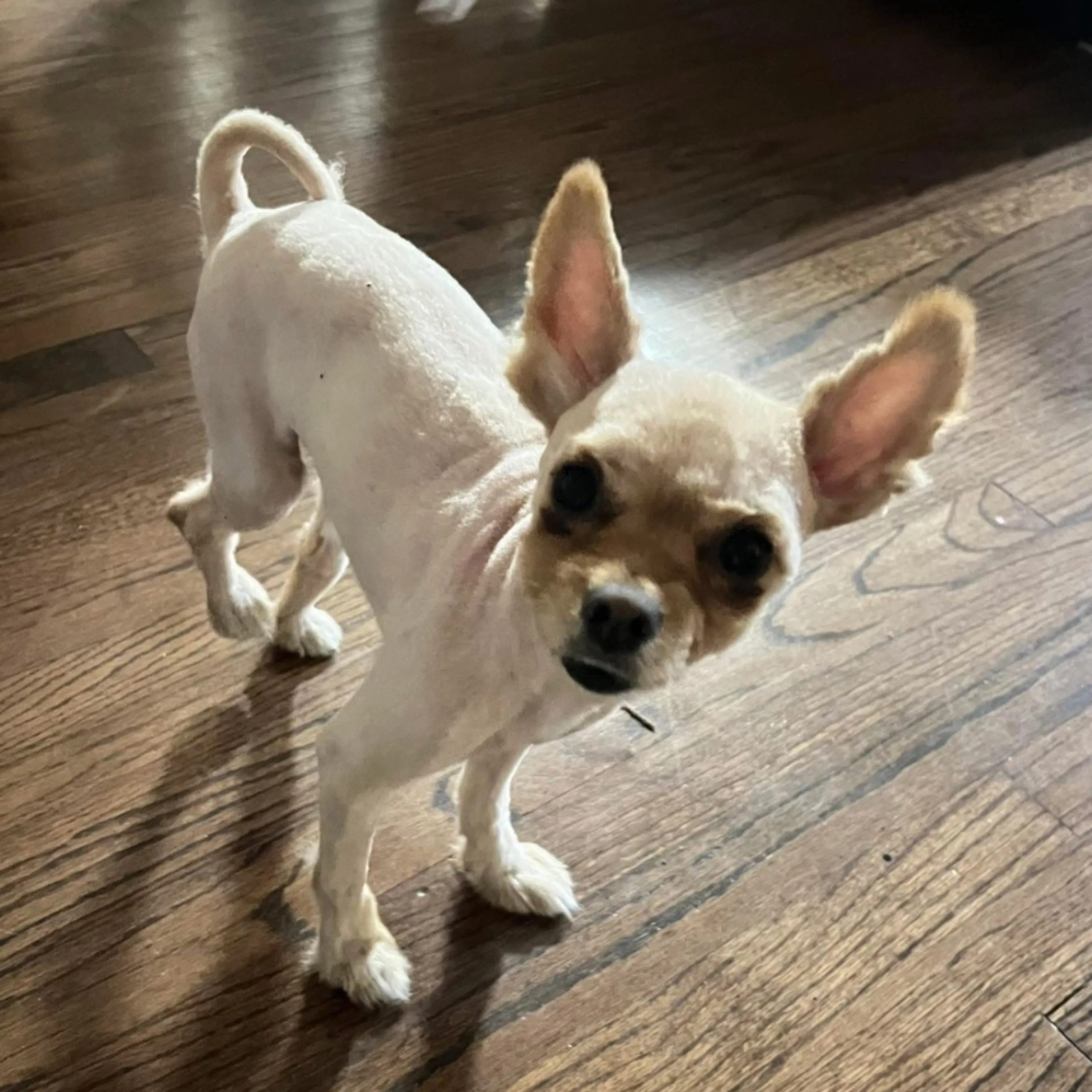 Lost pet