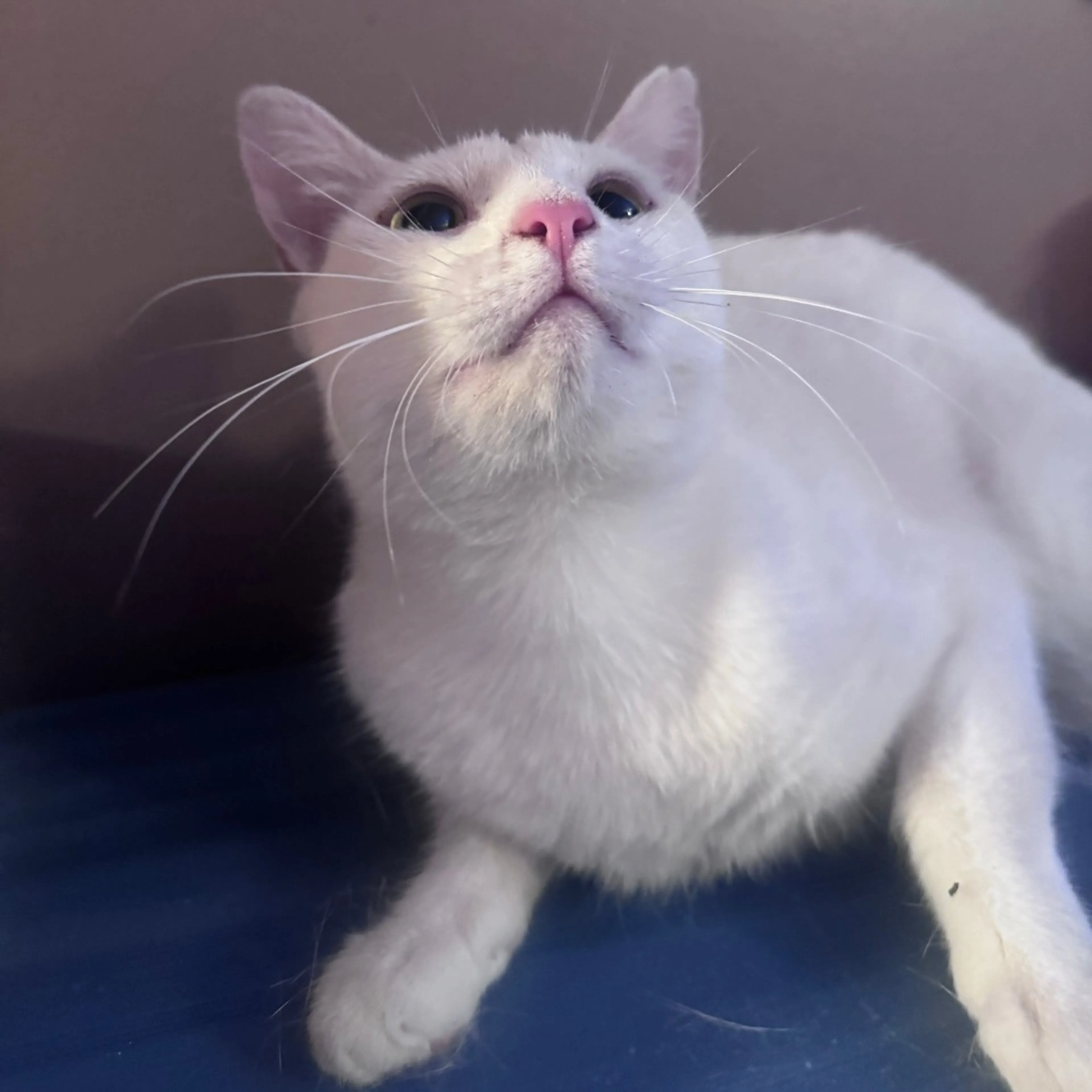 Found pet-1