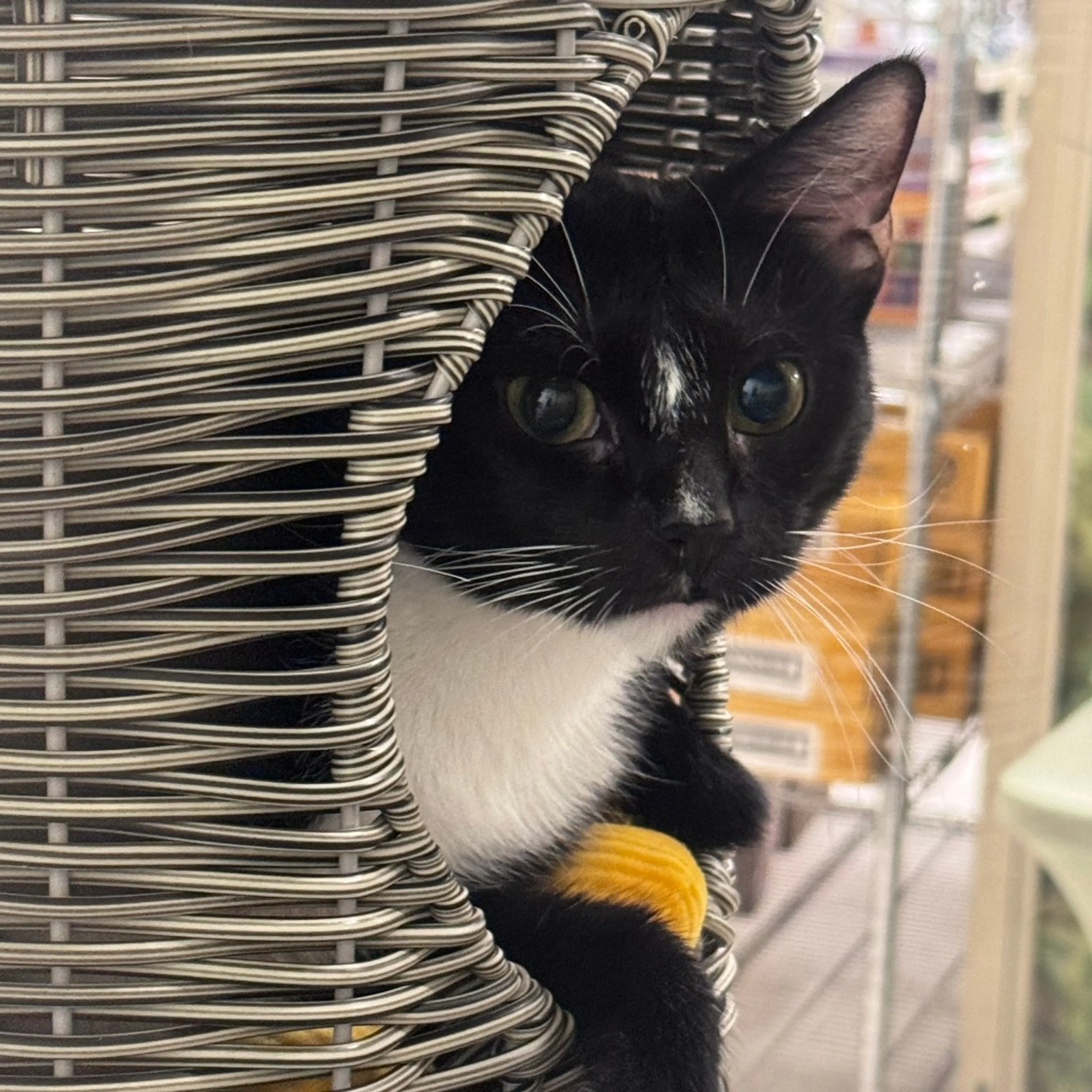 Found pet-2