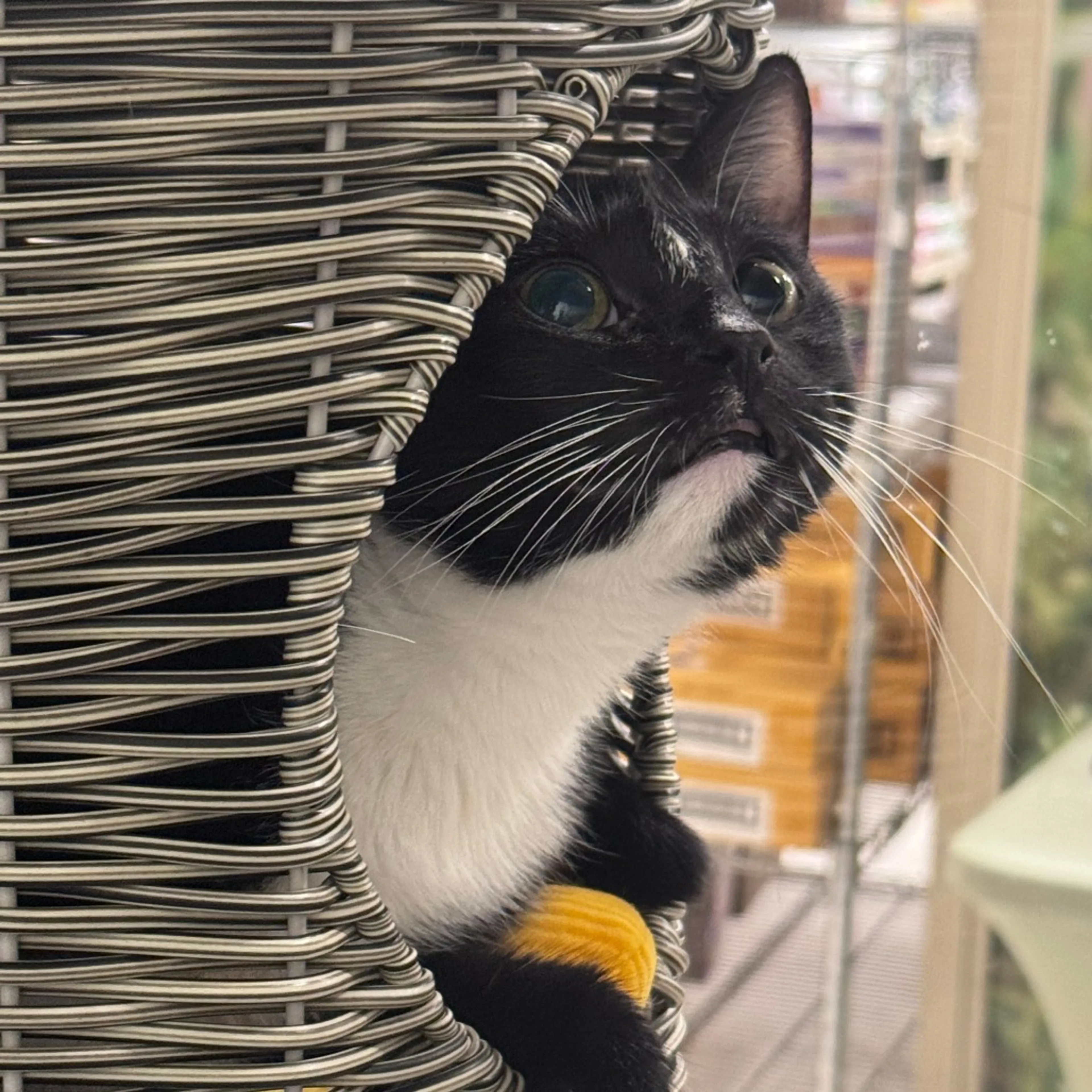 Found pet-1