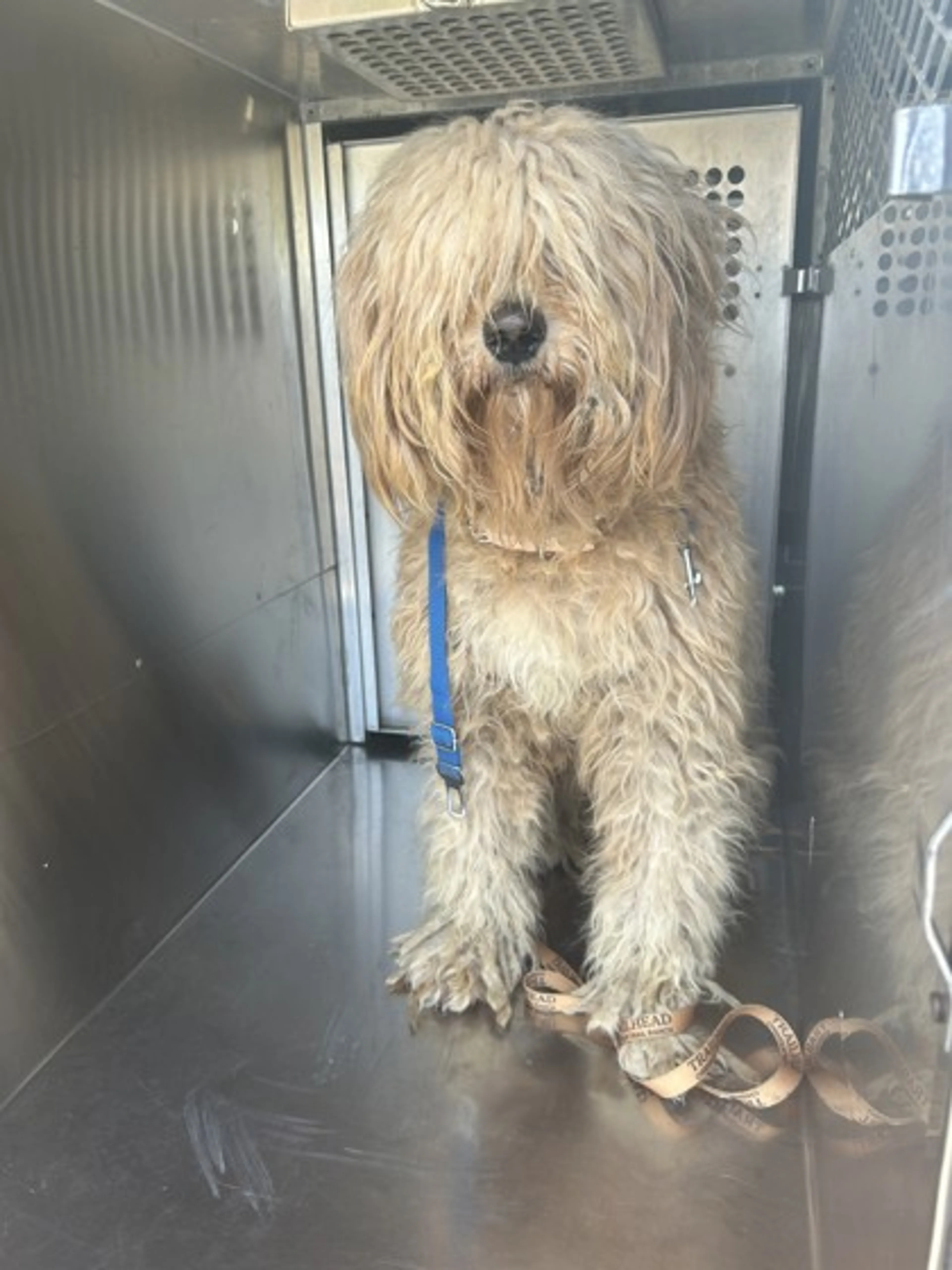 Found pet