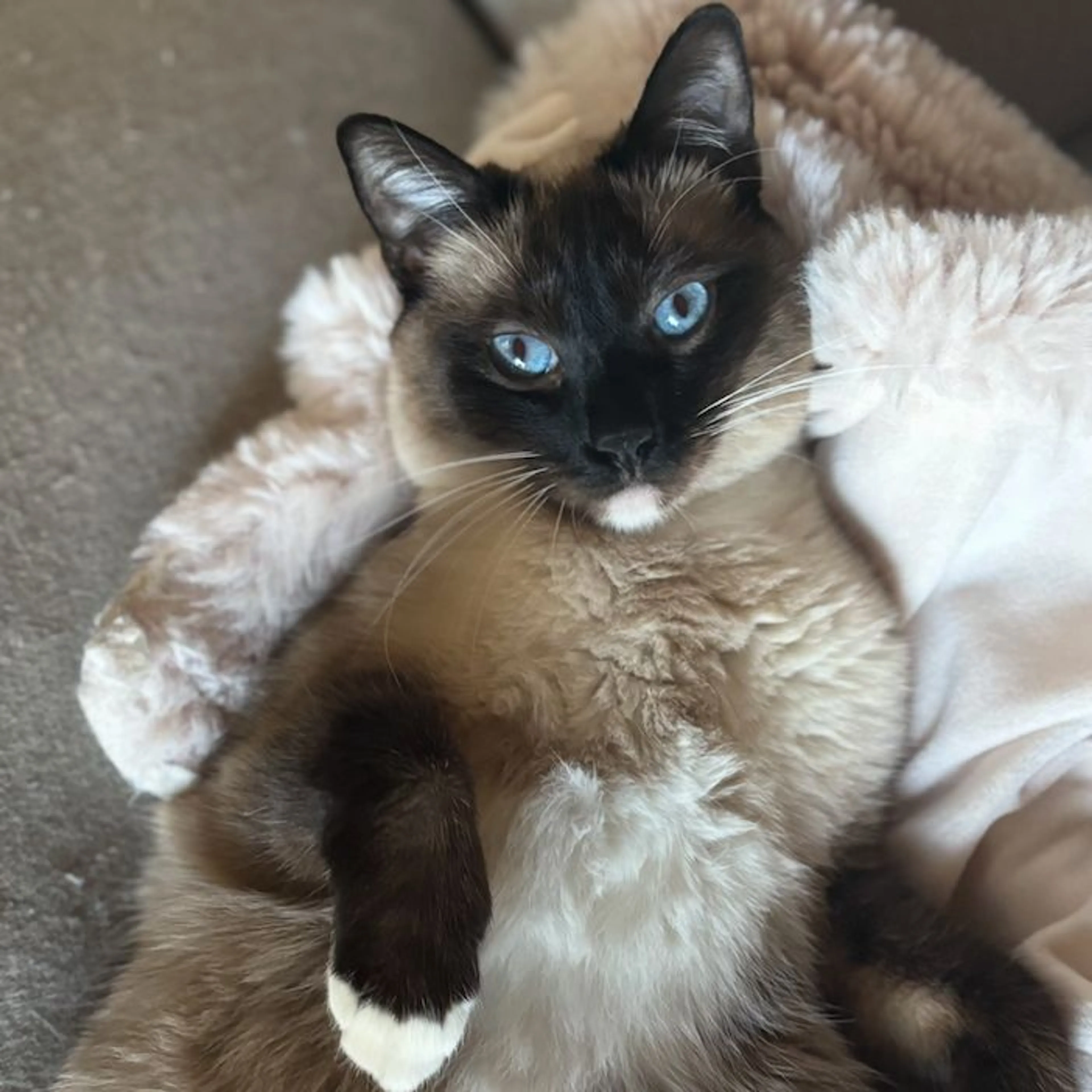 Lost pet
