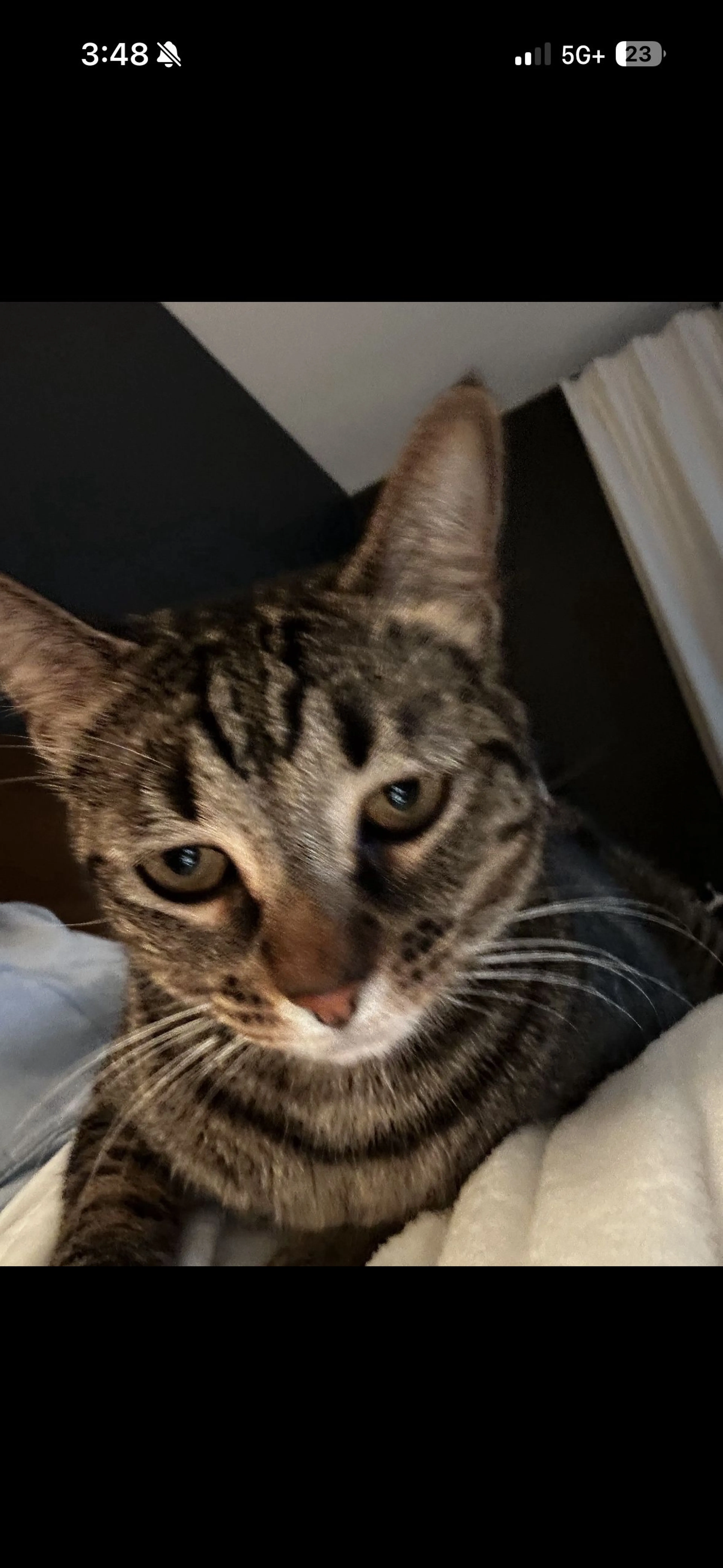 Lost pet-0