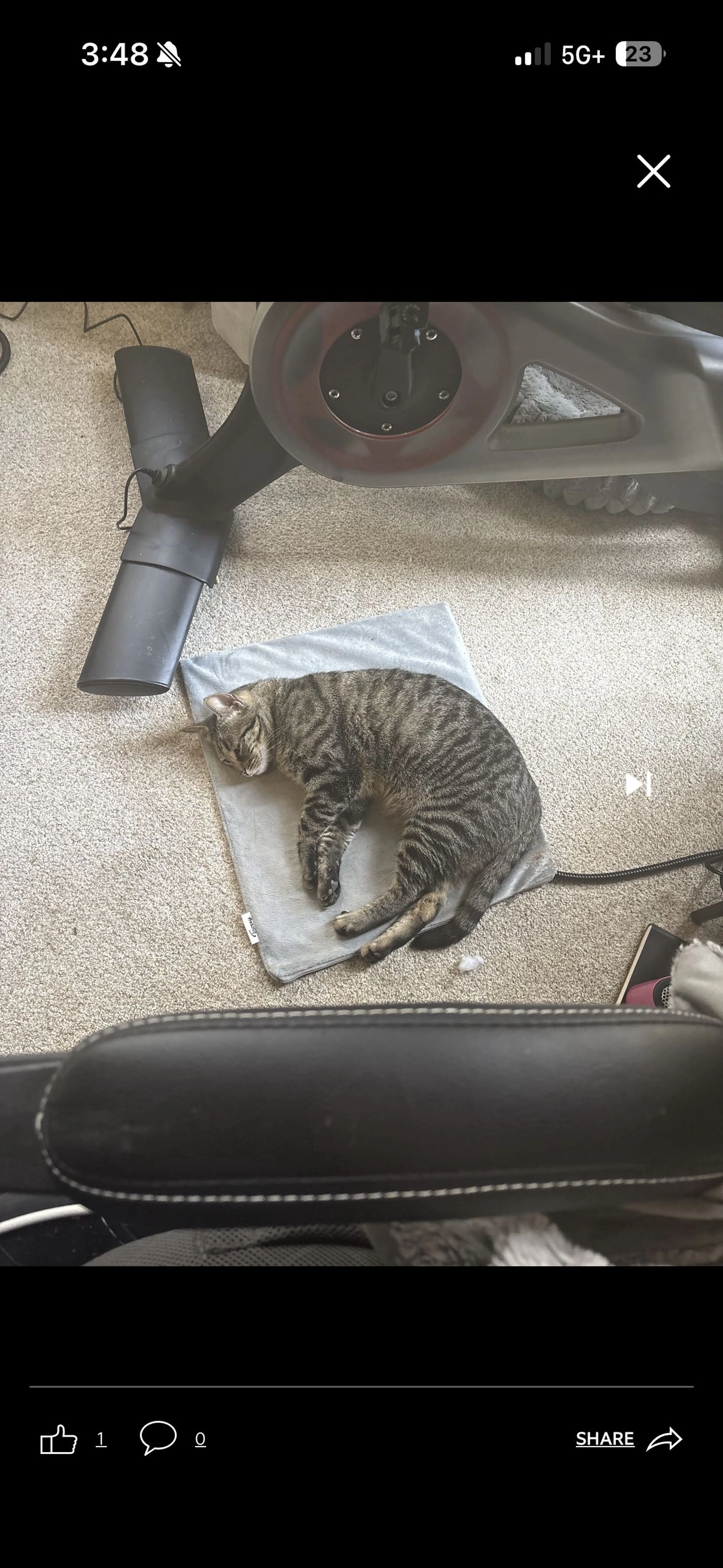 Lost pet-1