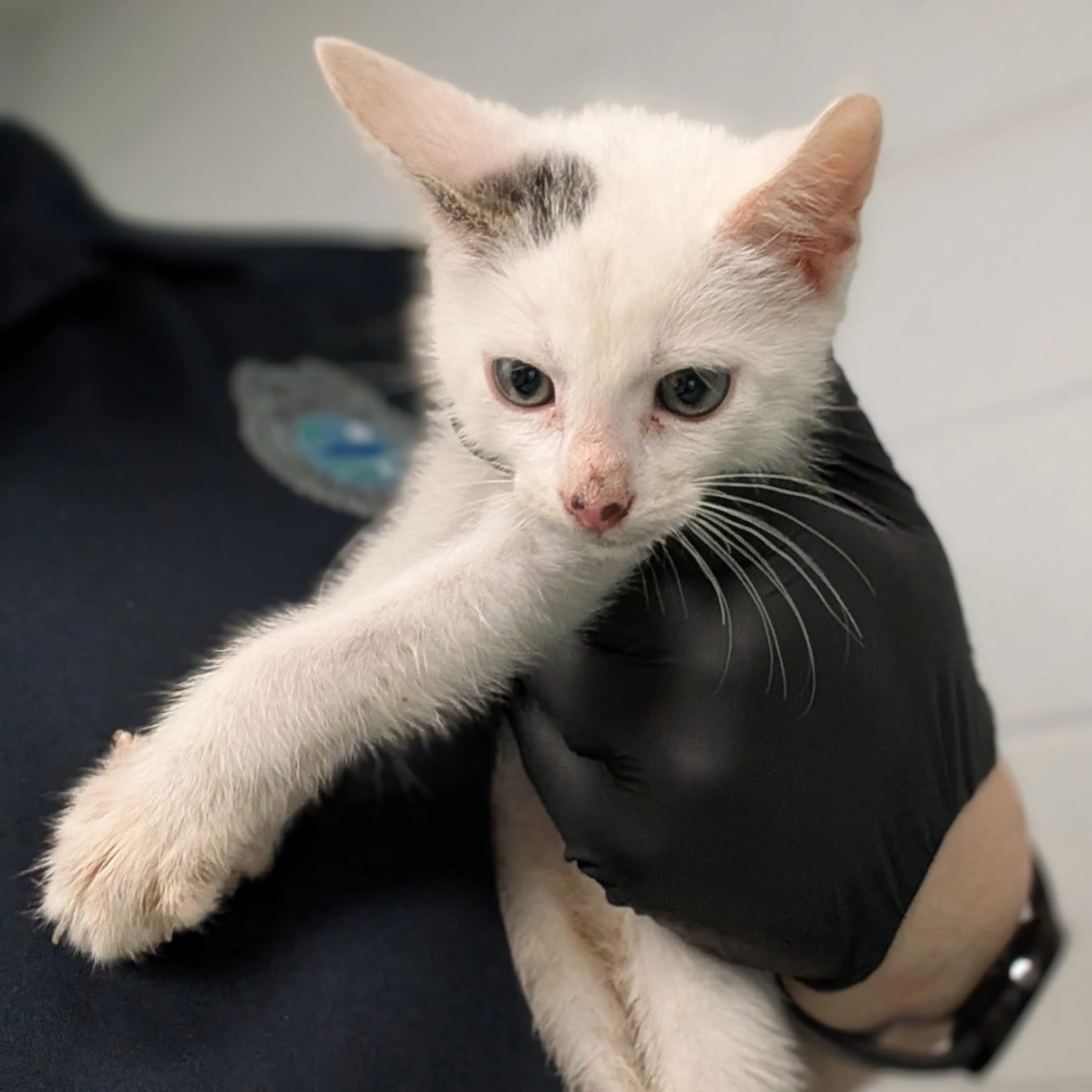 Found pet