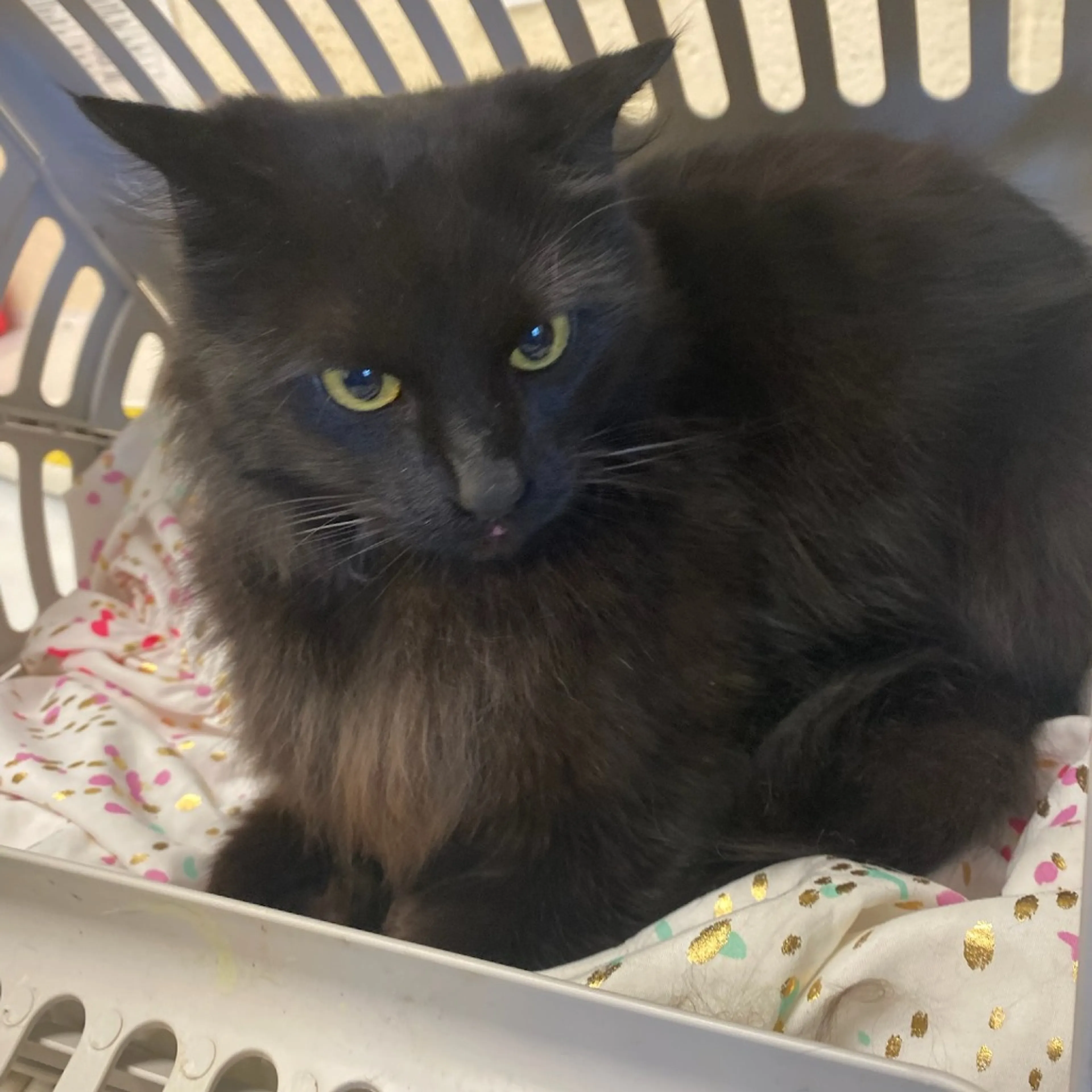 Found pet