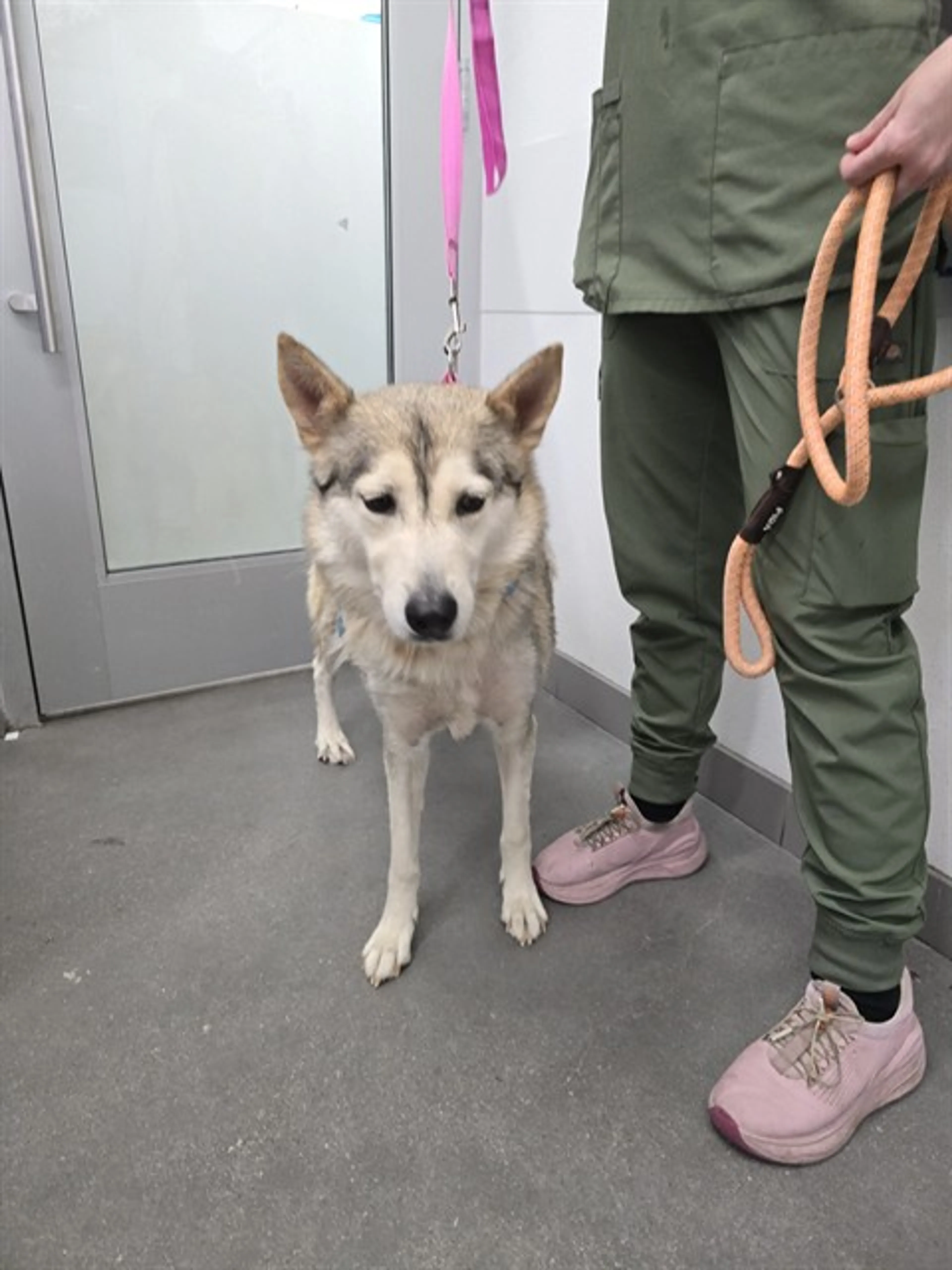 Found pet