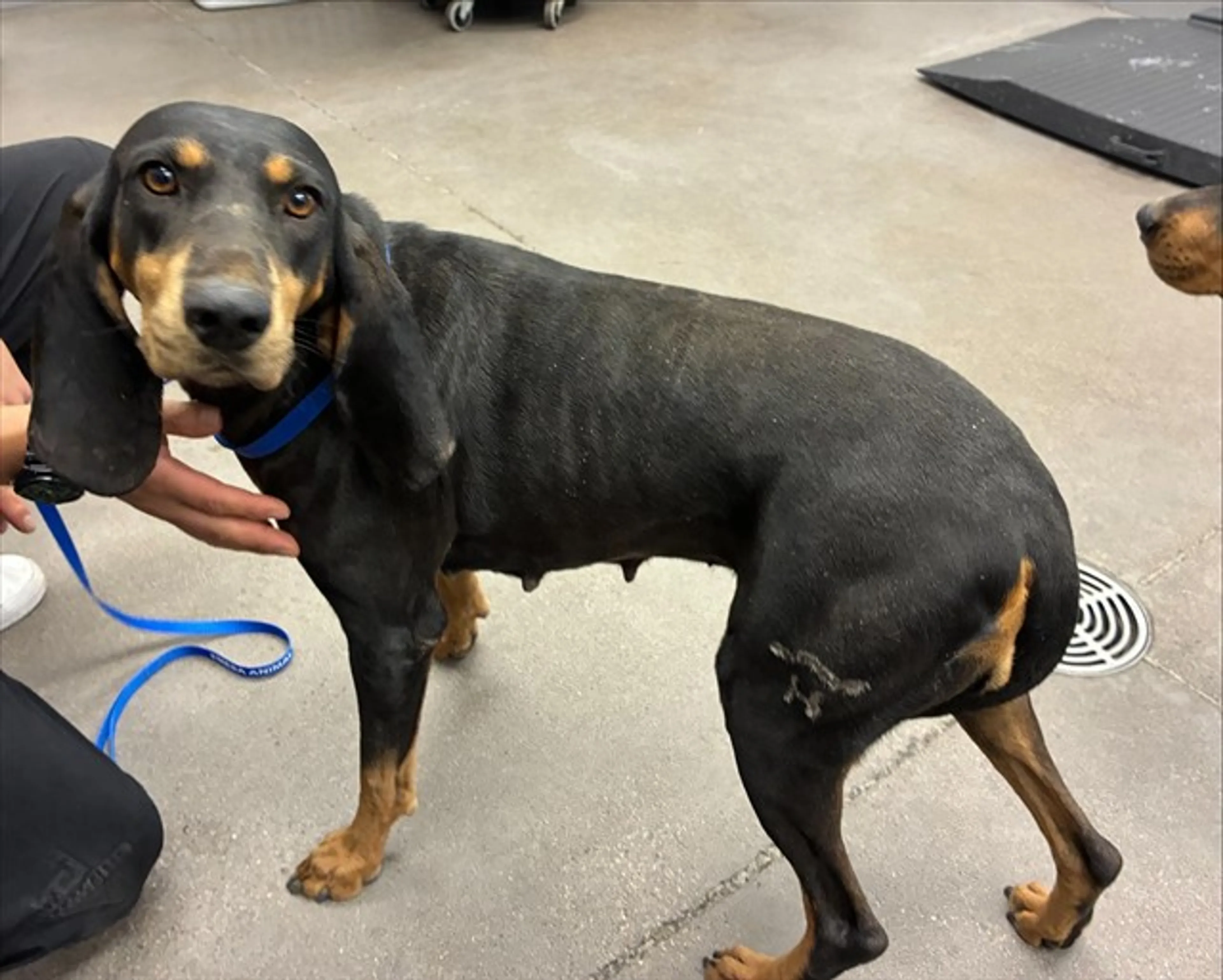 Found pet