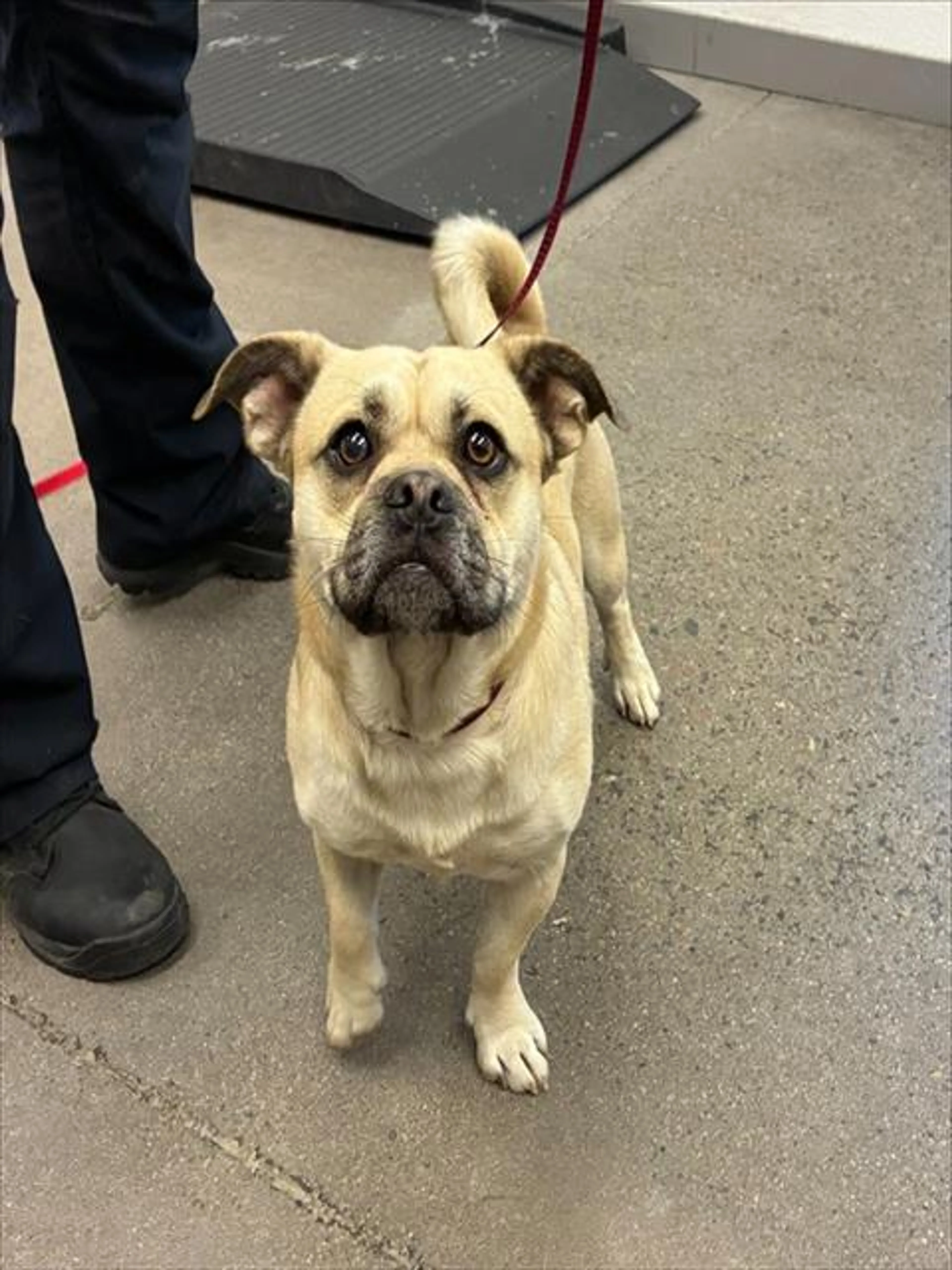 Found pet