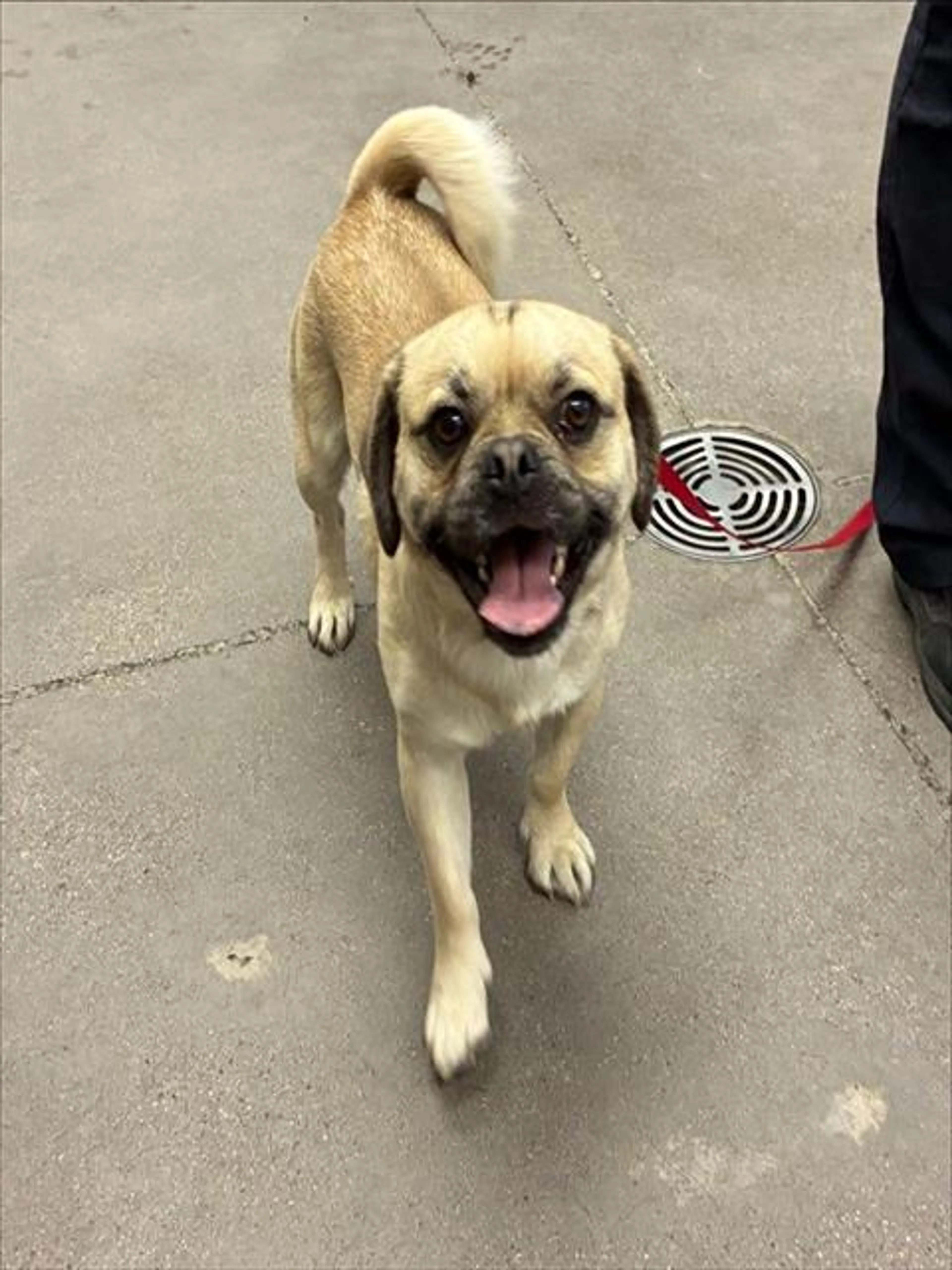 Found pet