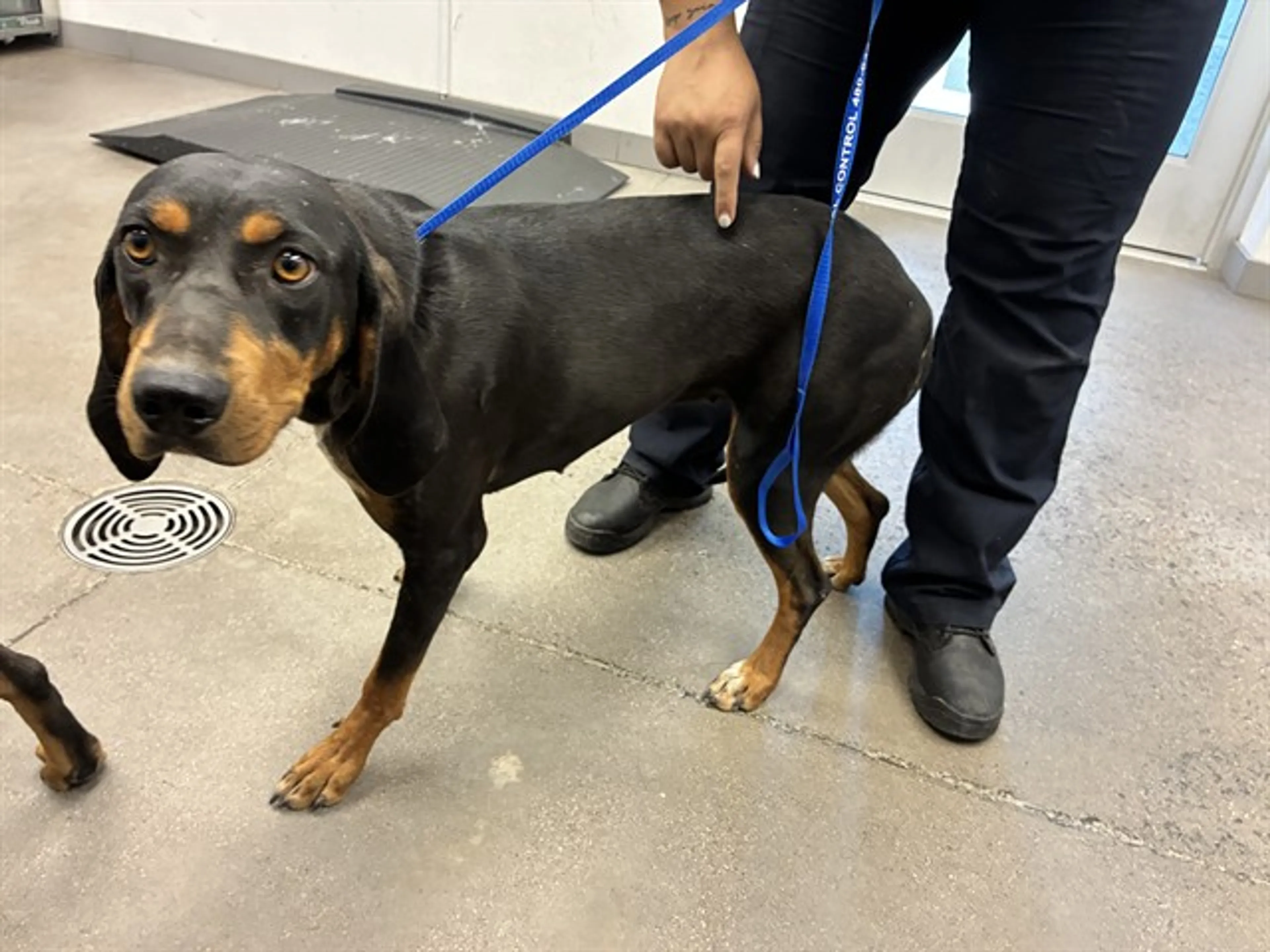 Found pet