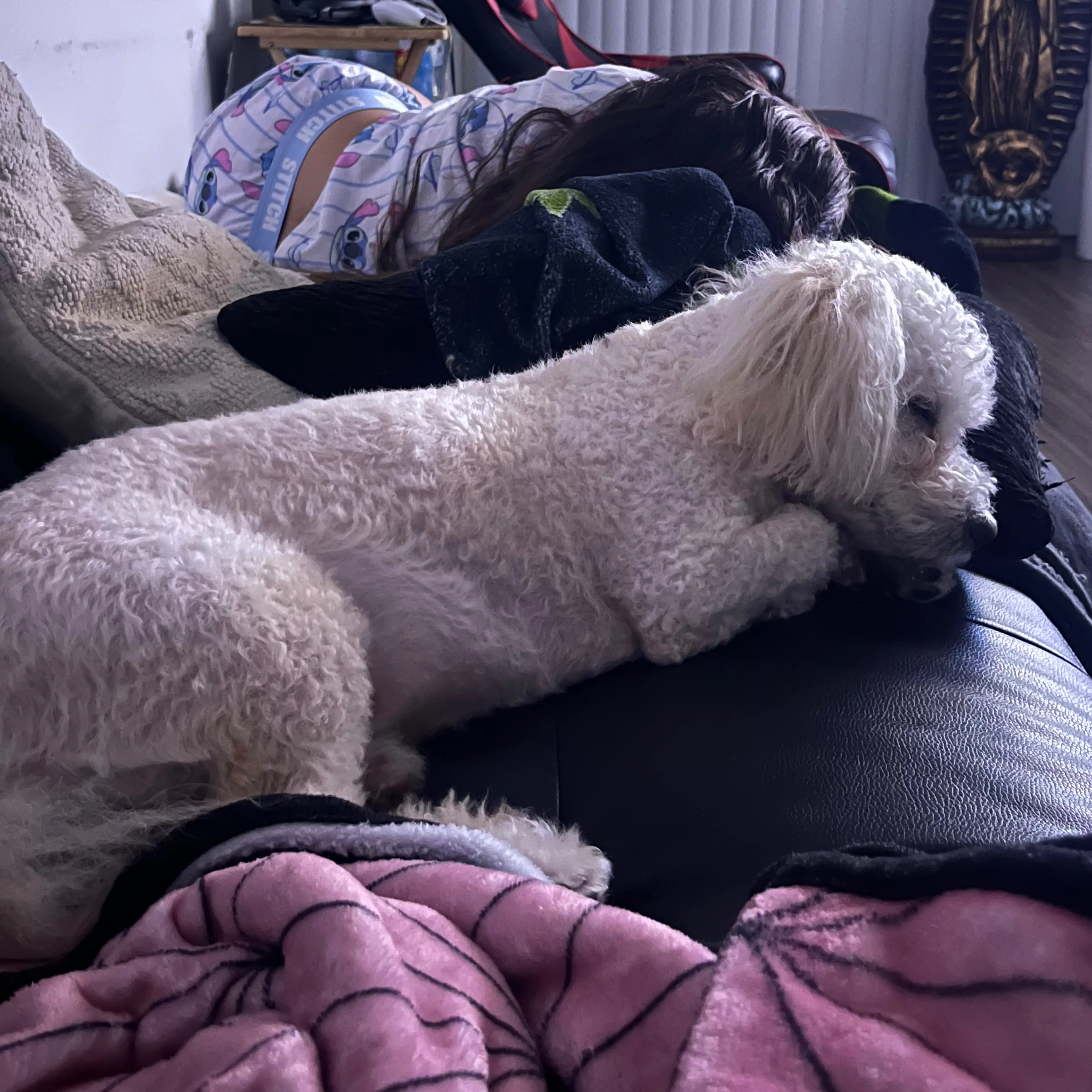 Lost pet-1