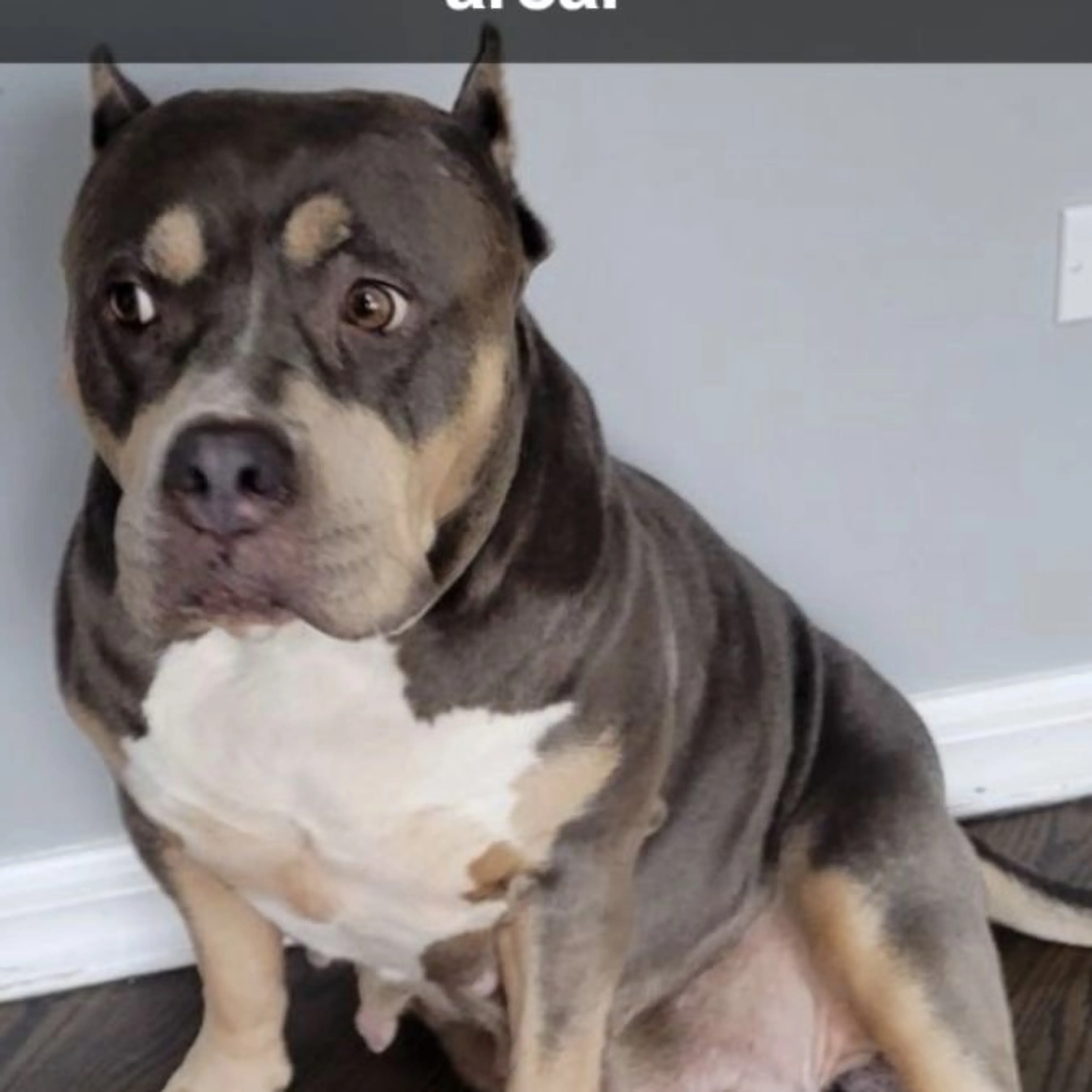 Lost pet