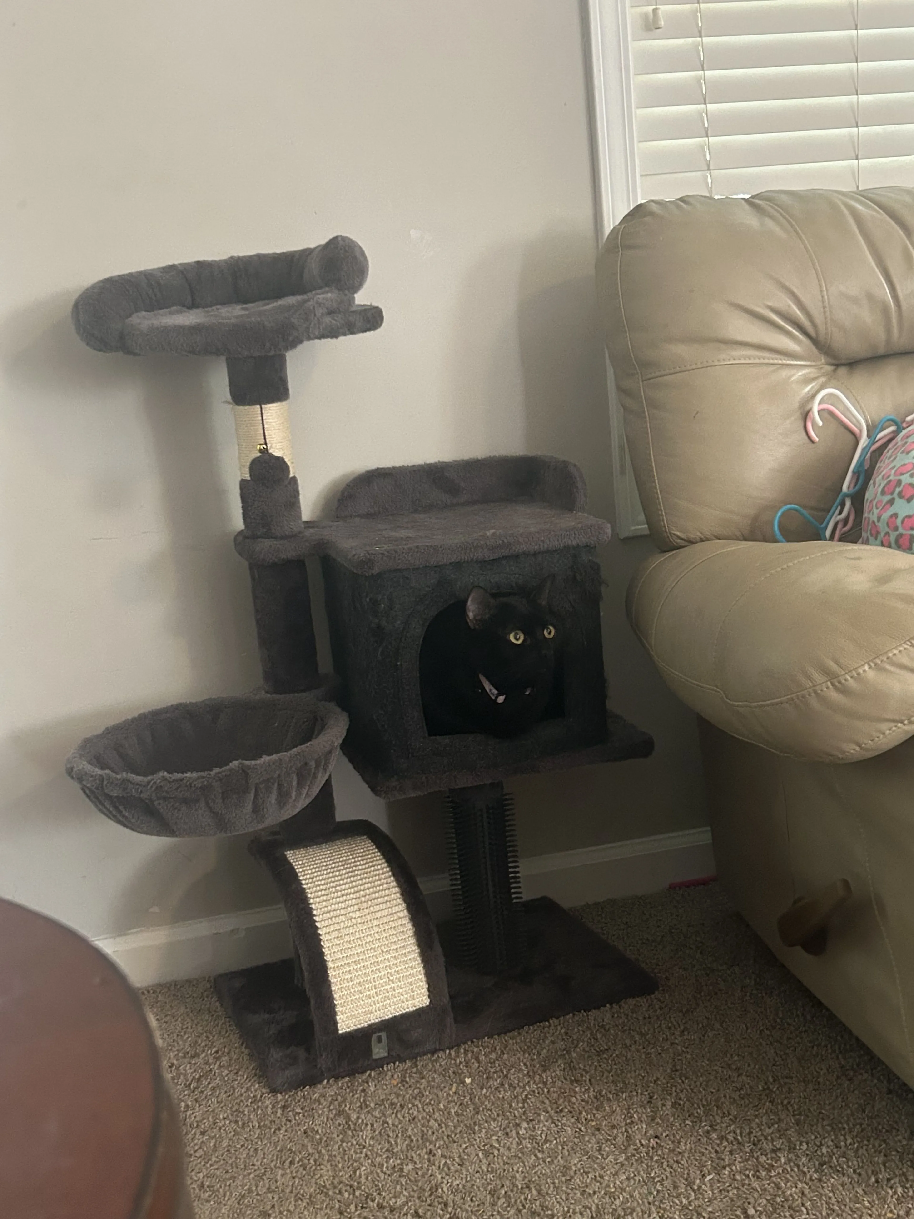 Lost pet-1