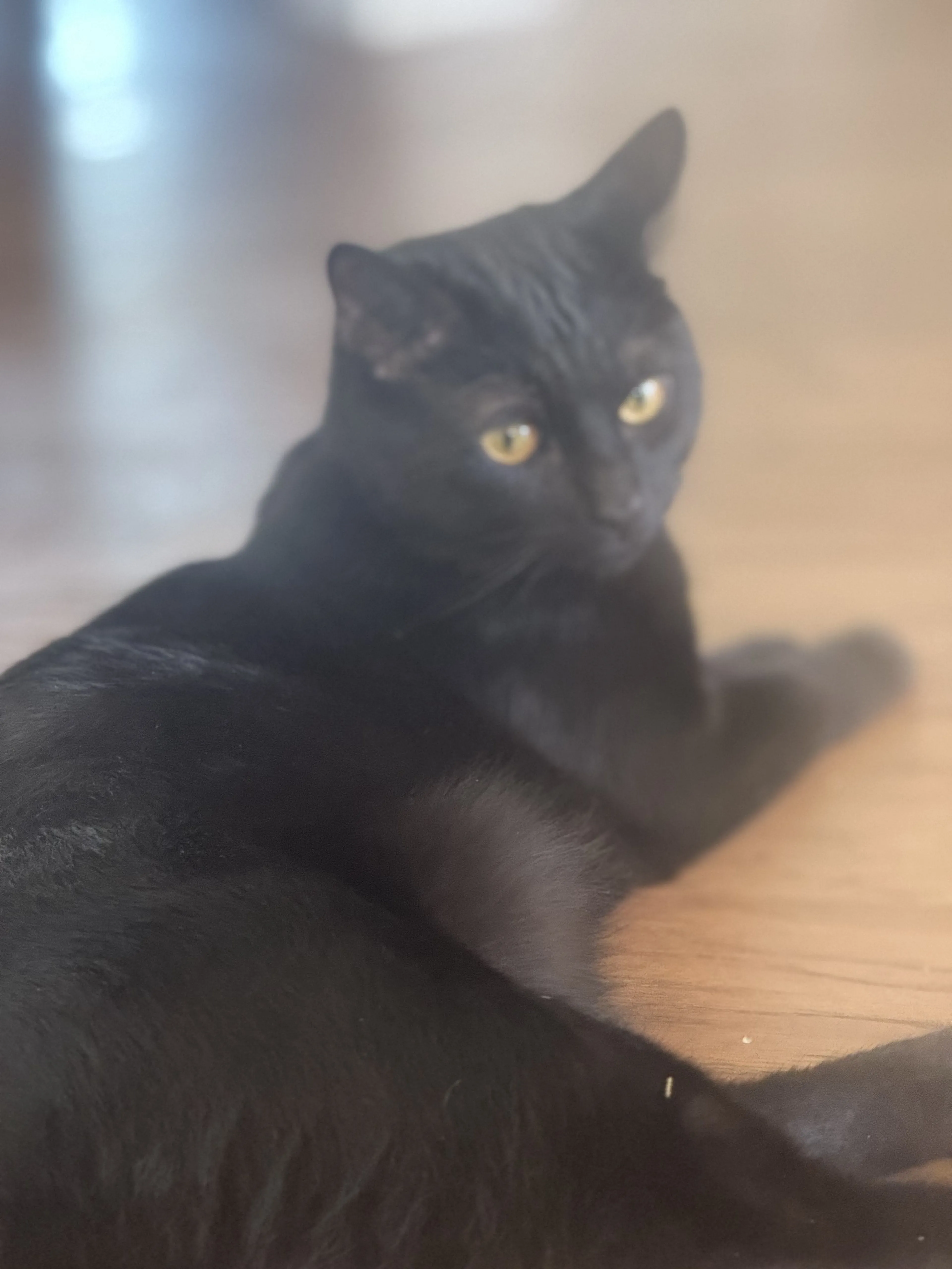 Lost pet-2