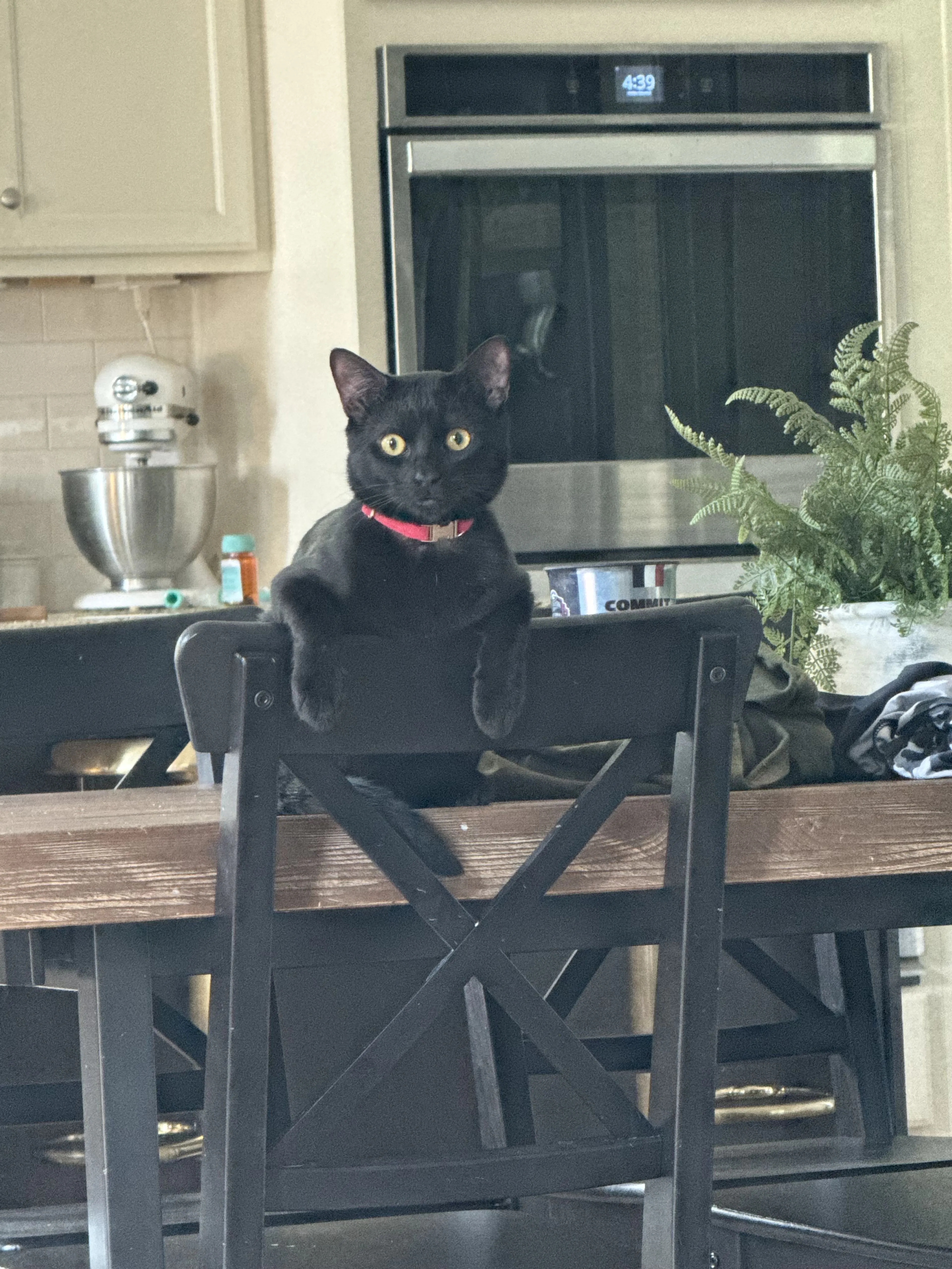 Lost pet-0