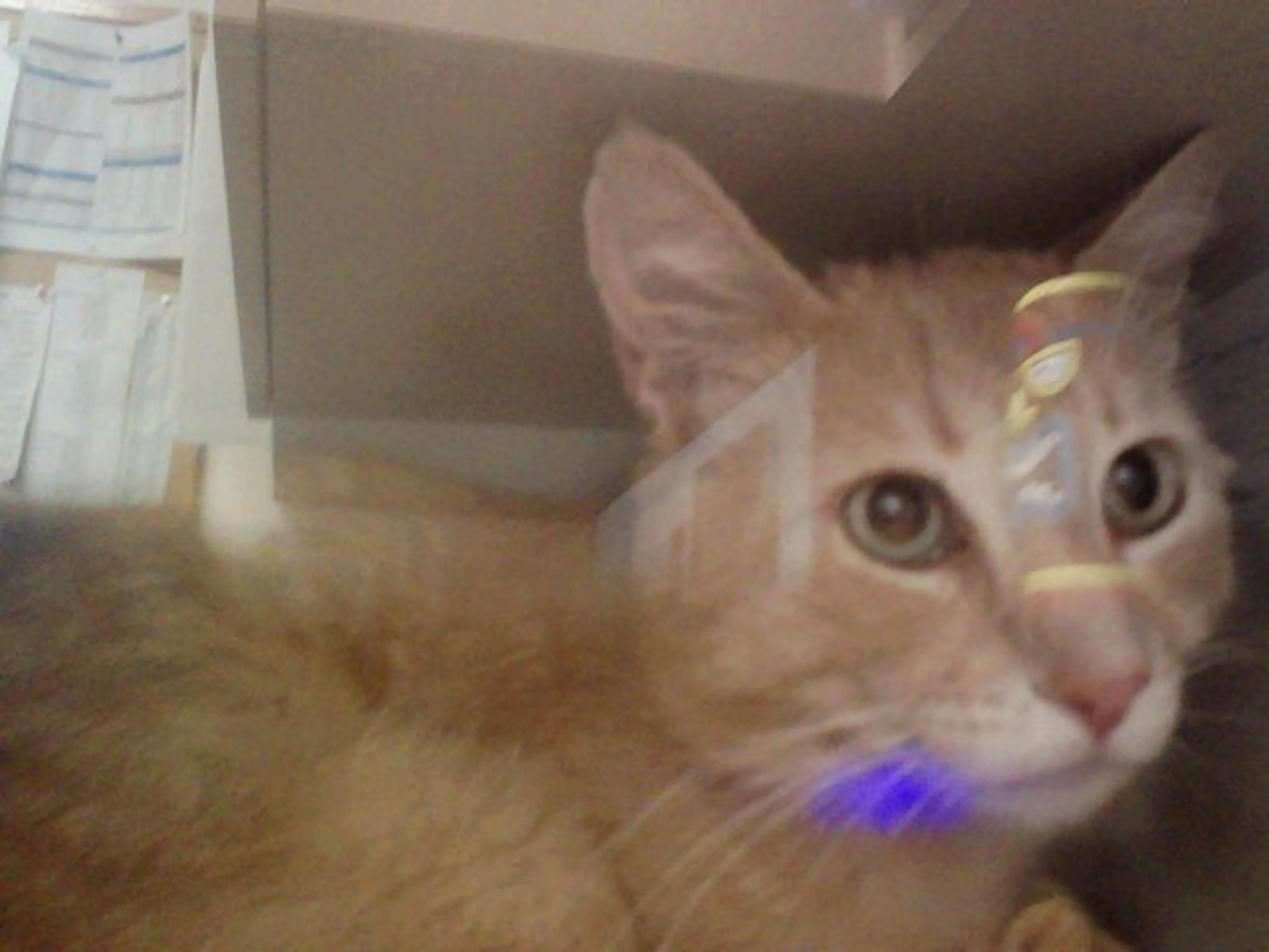 Found pet
