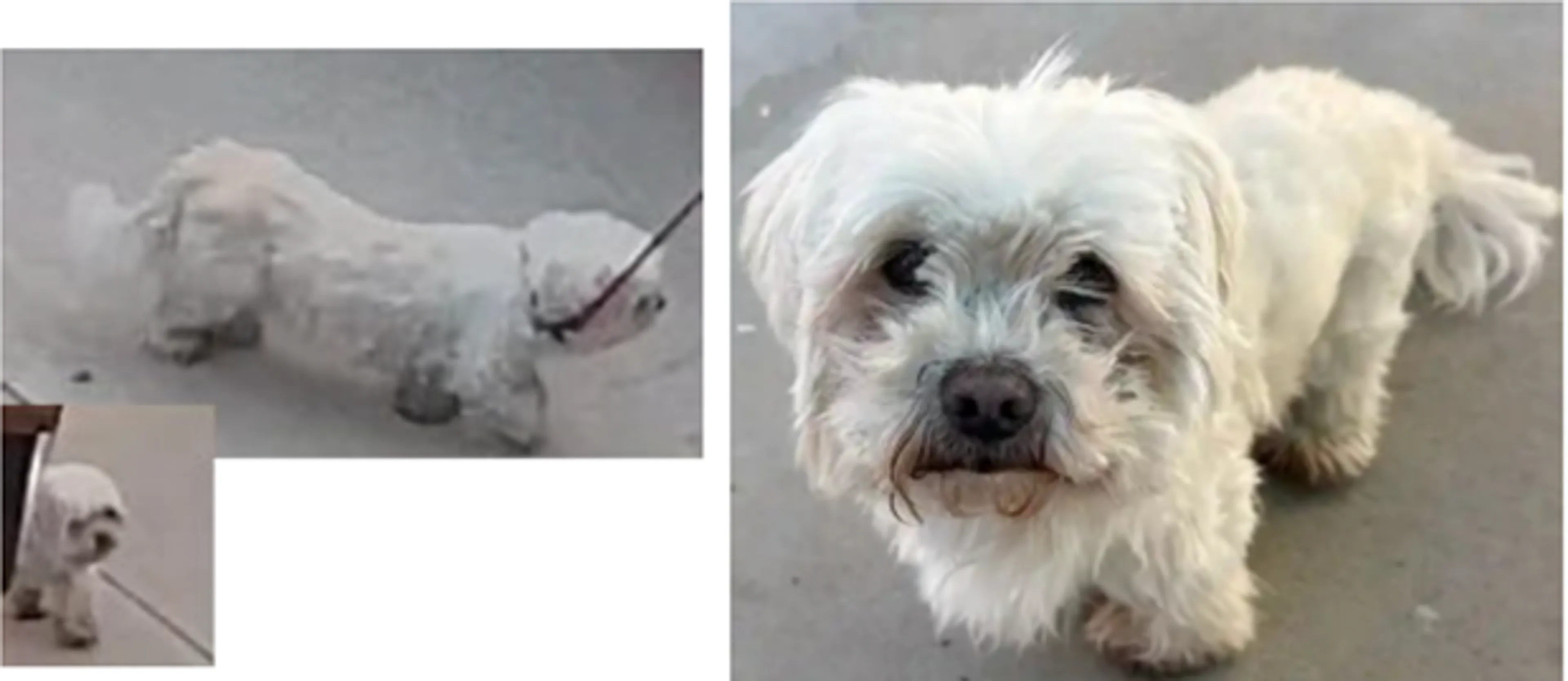 Lost pet