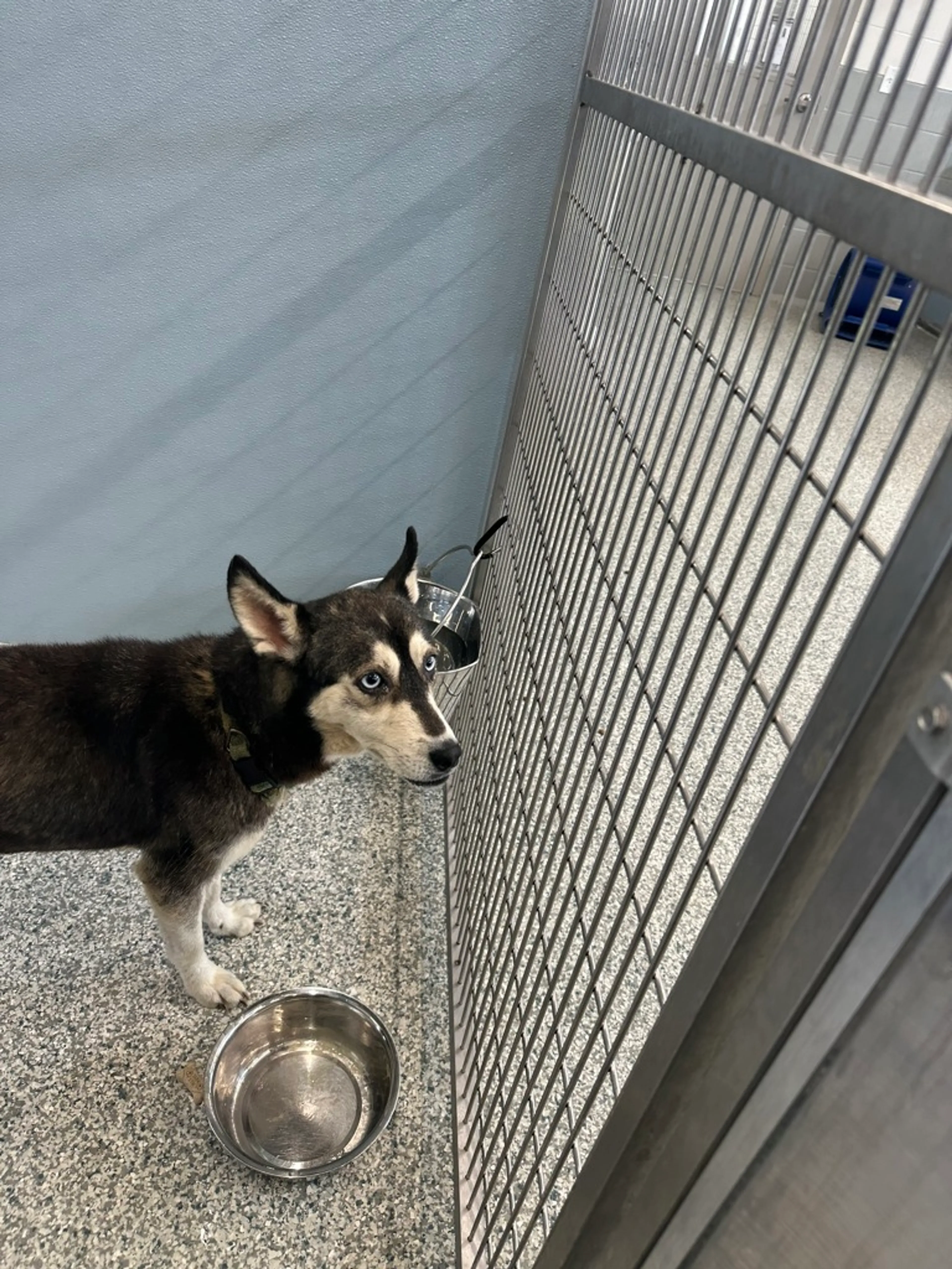 Found pet-1