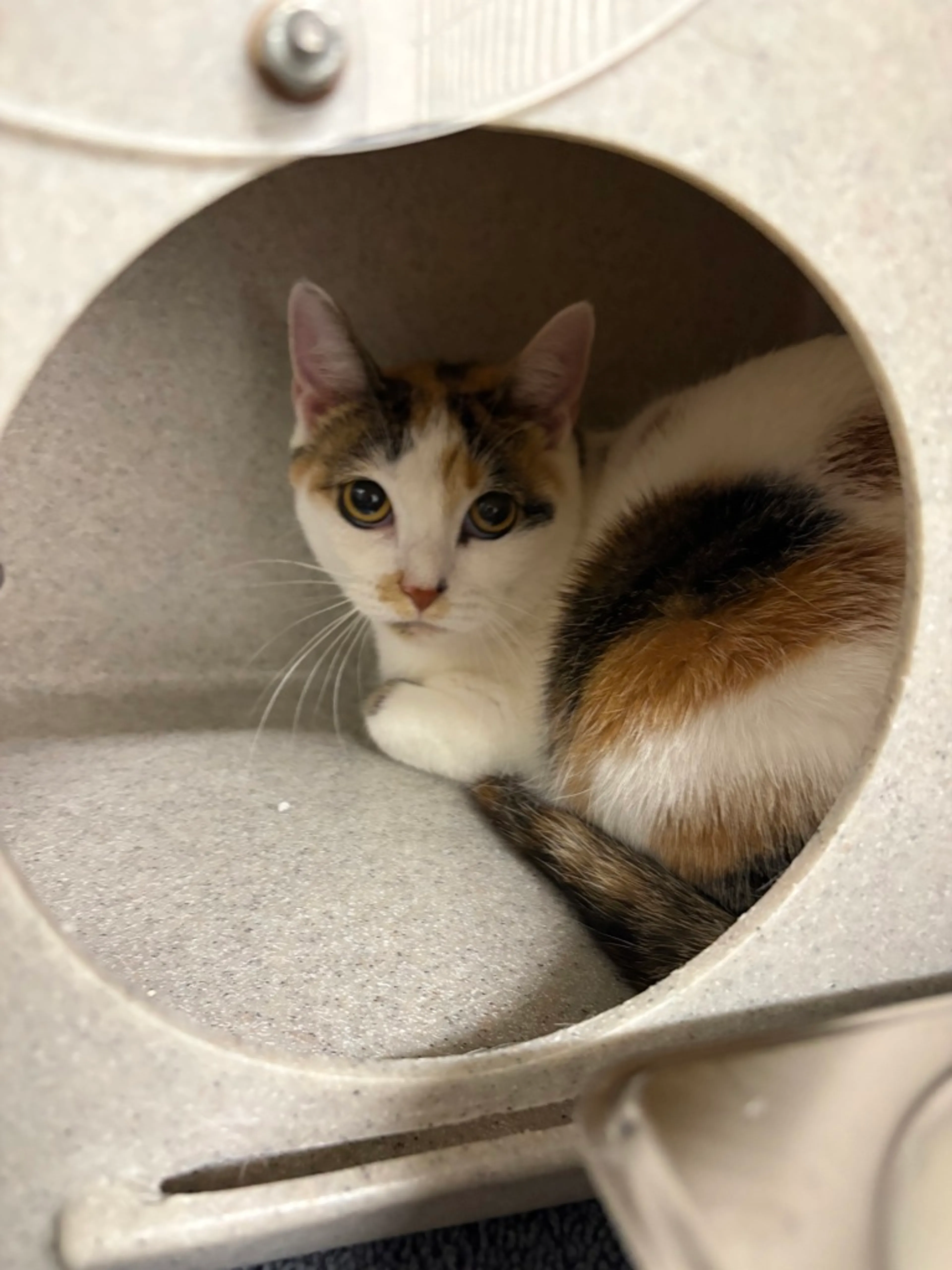 Found pet