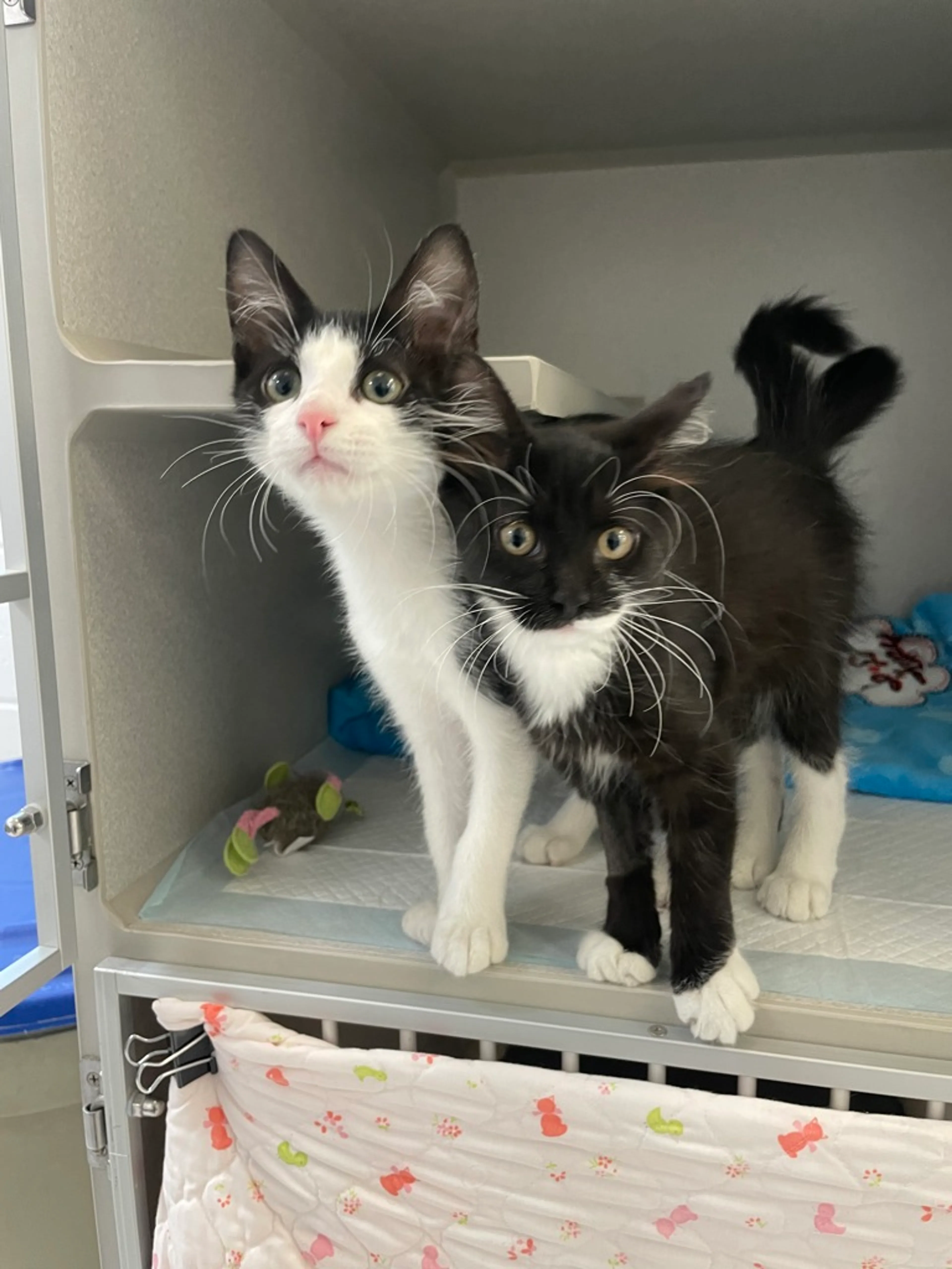 Found pet-3