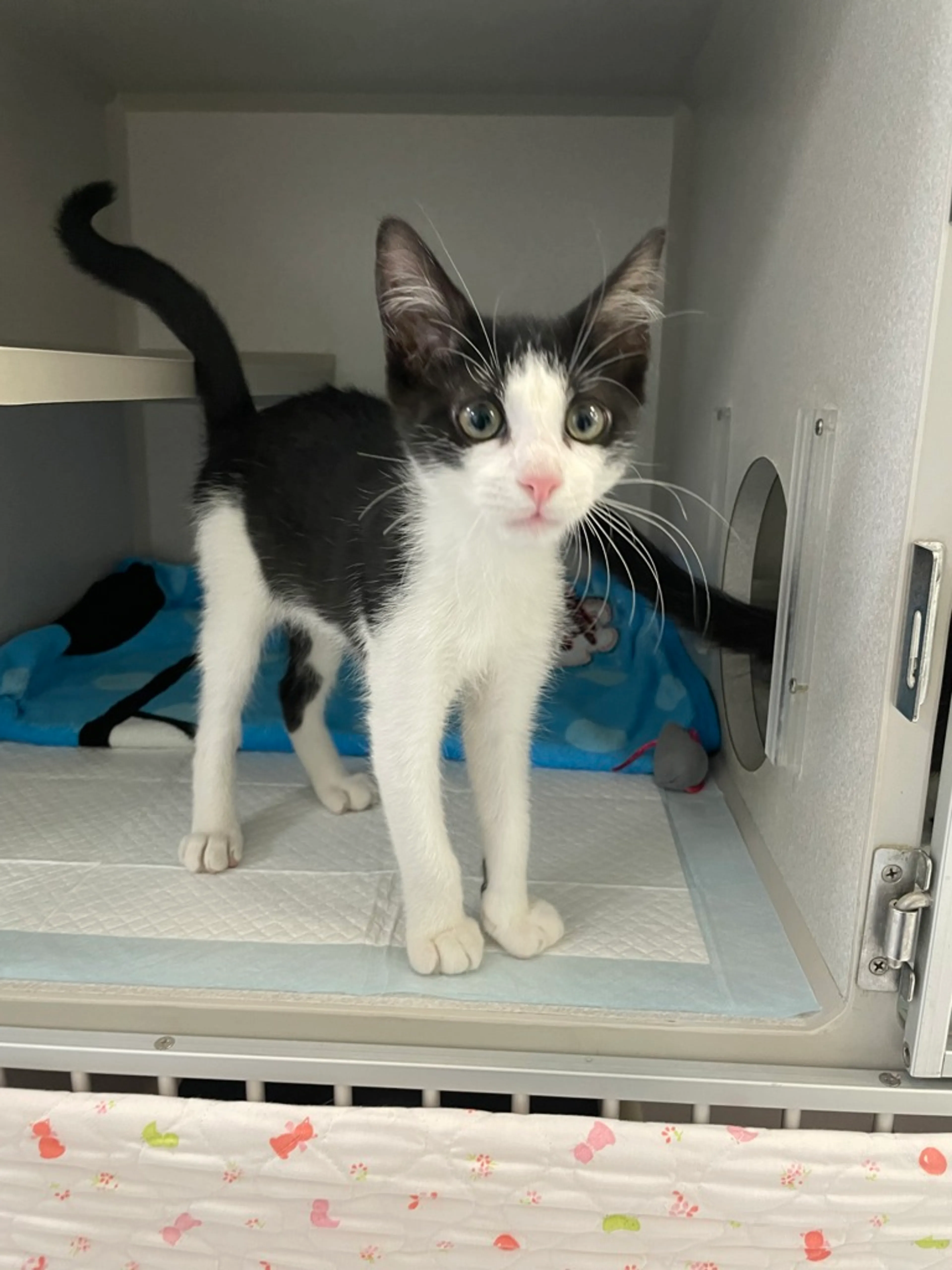 Found pet-4
