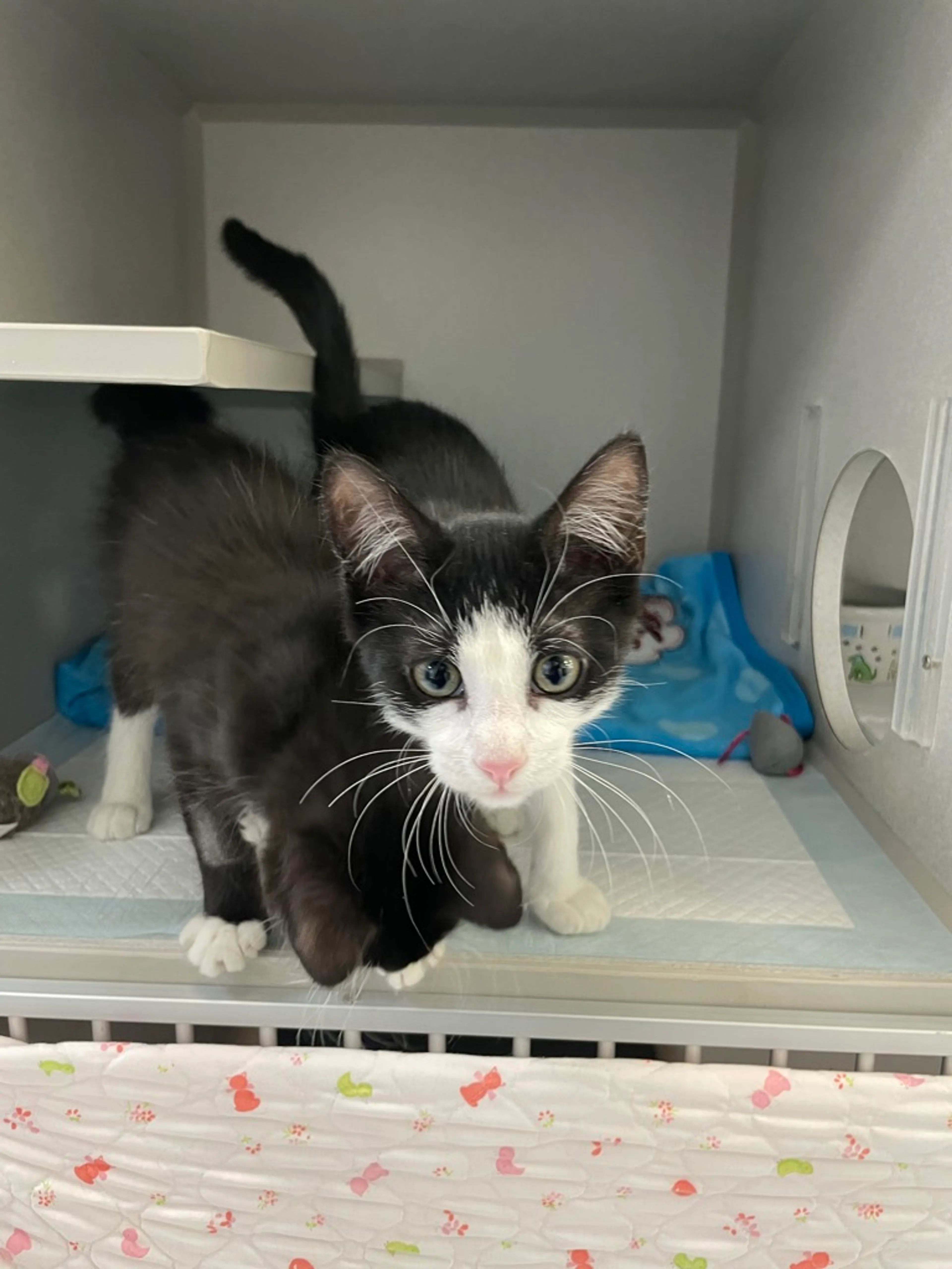 Found pet-5