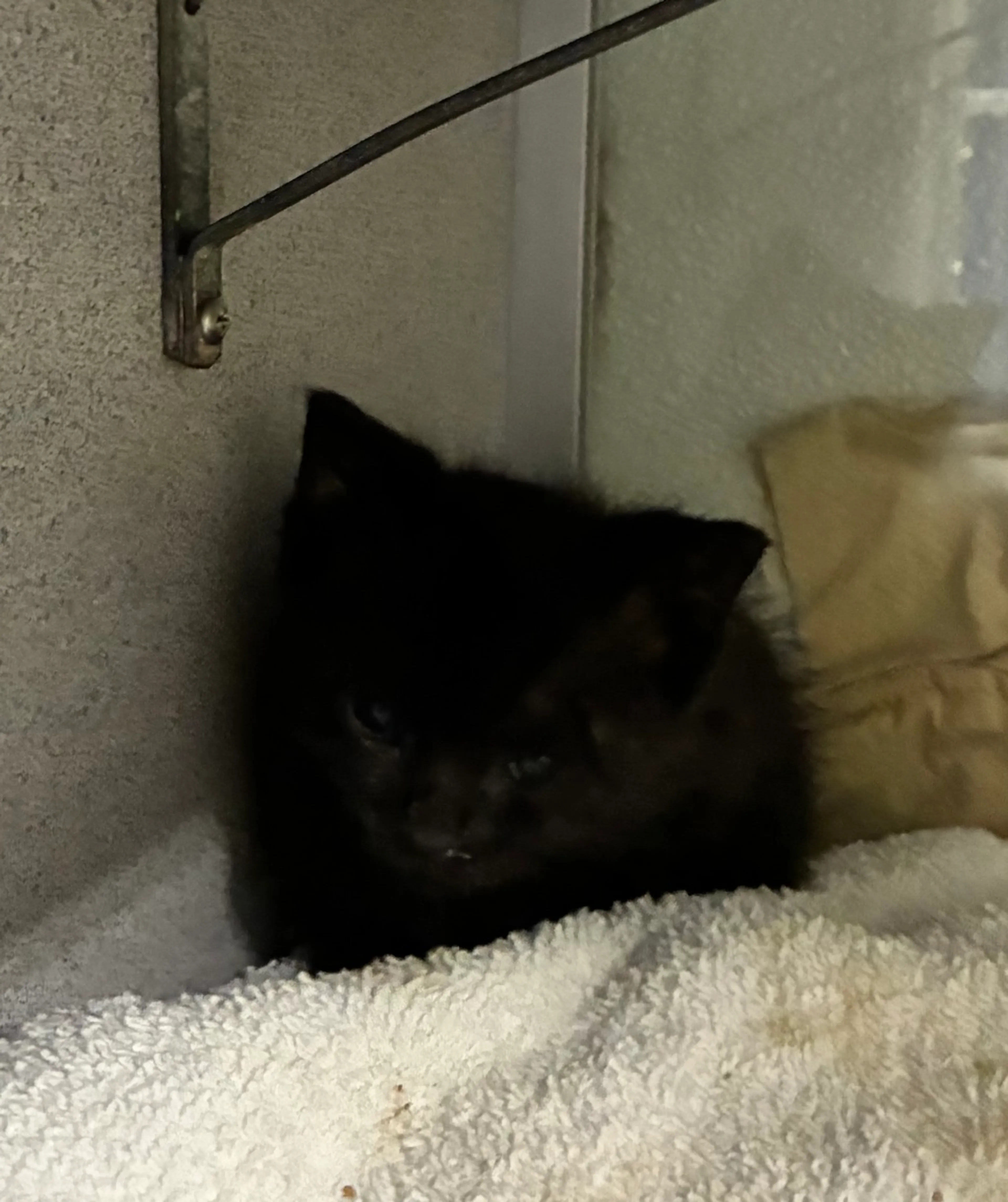 Found pet