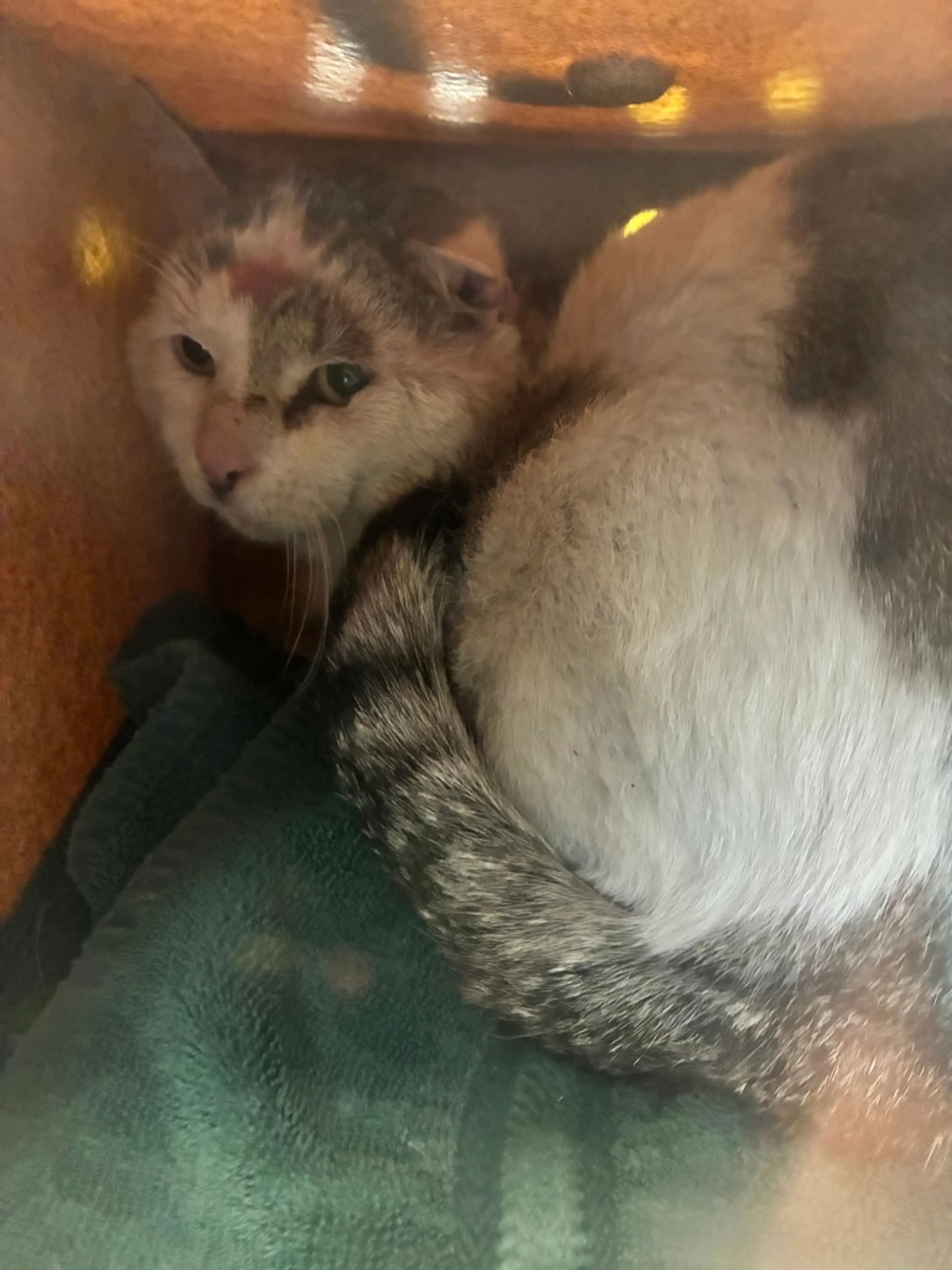 Found pet