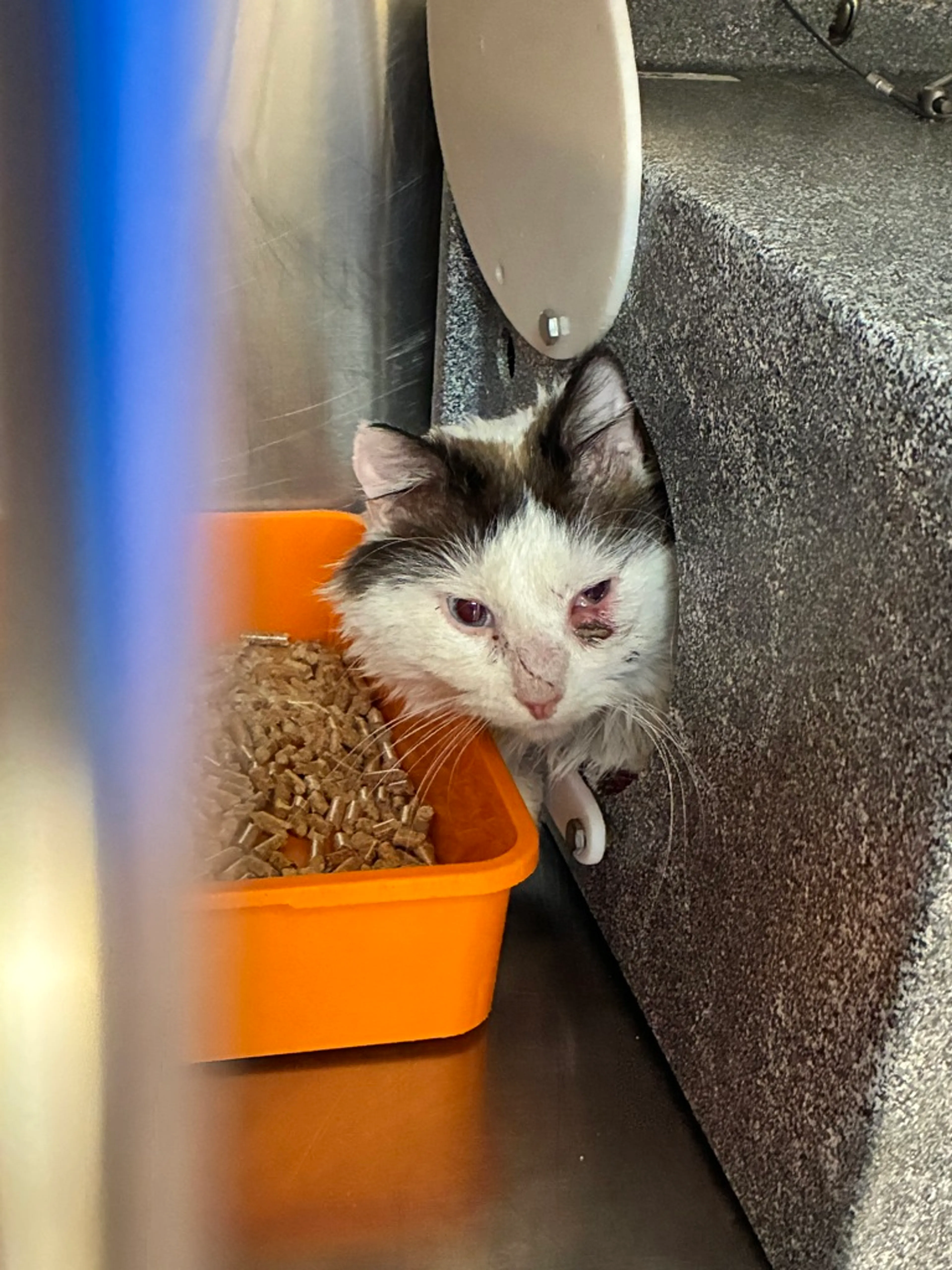 Found pet