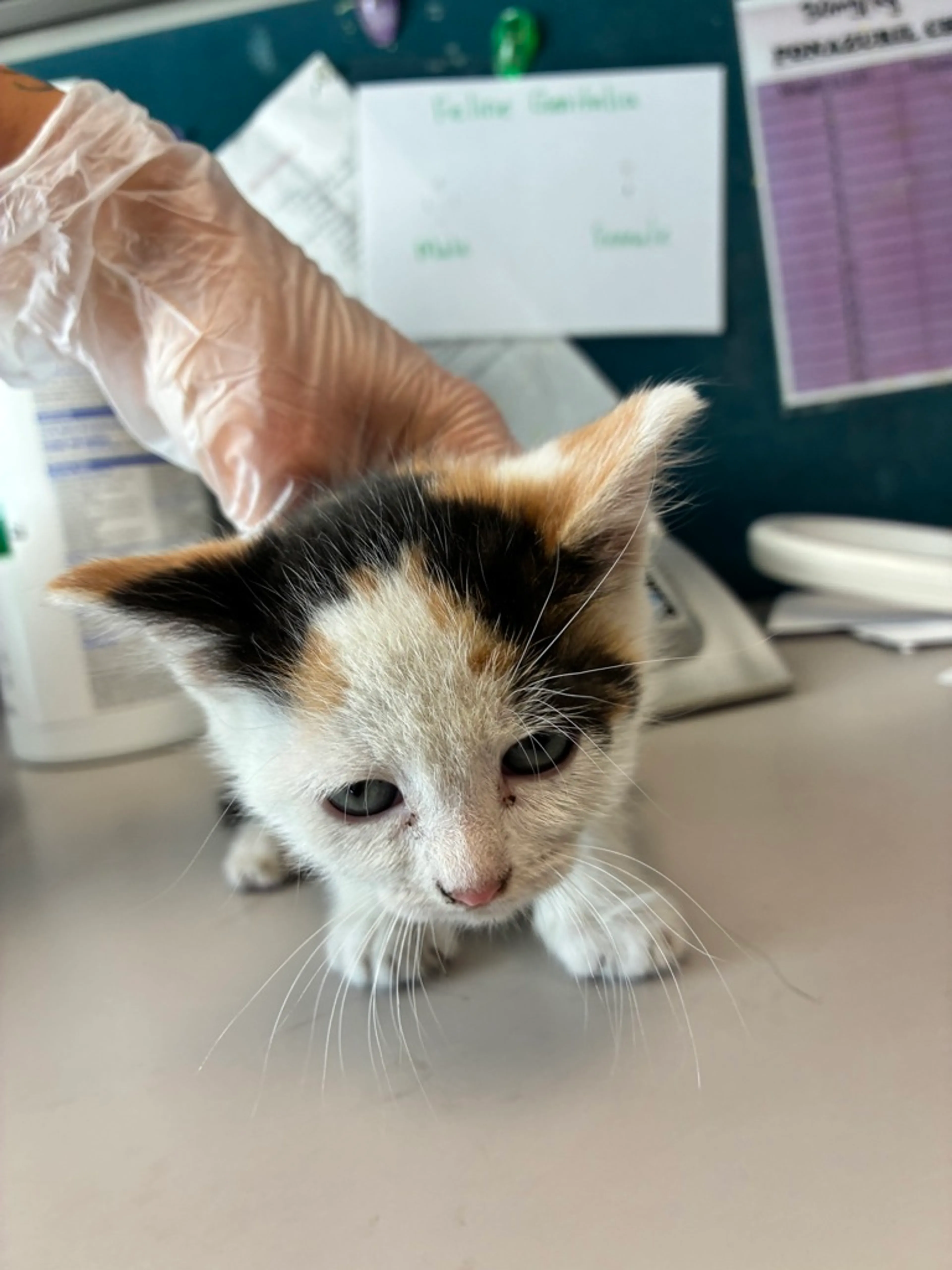 Found pet