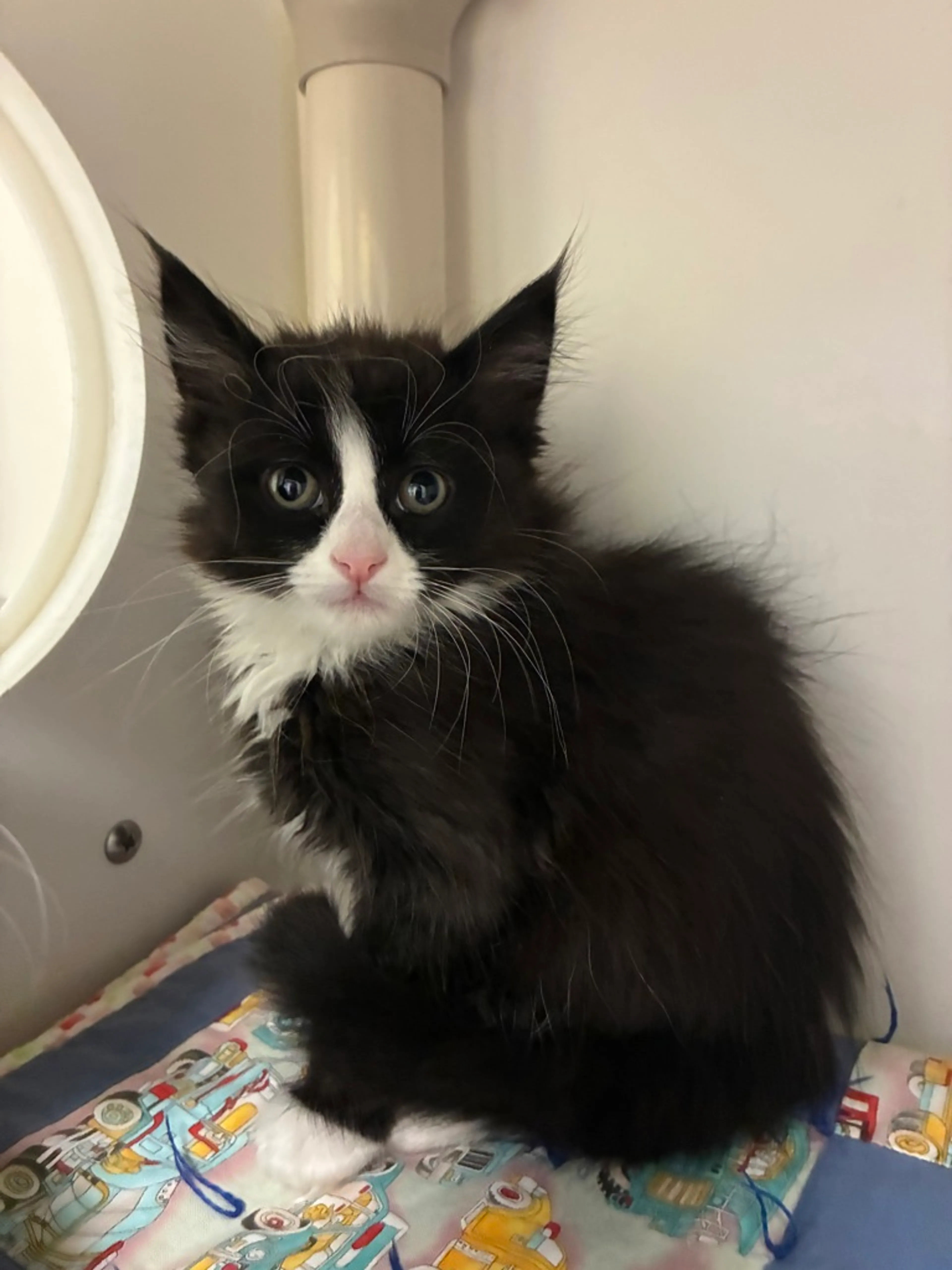 Found pet