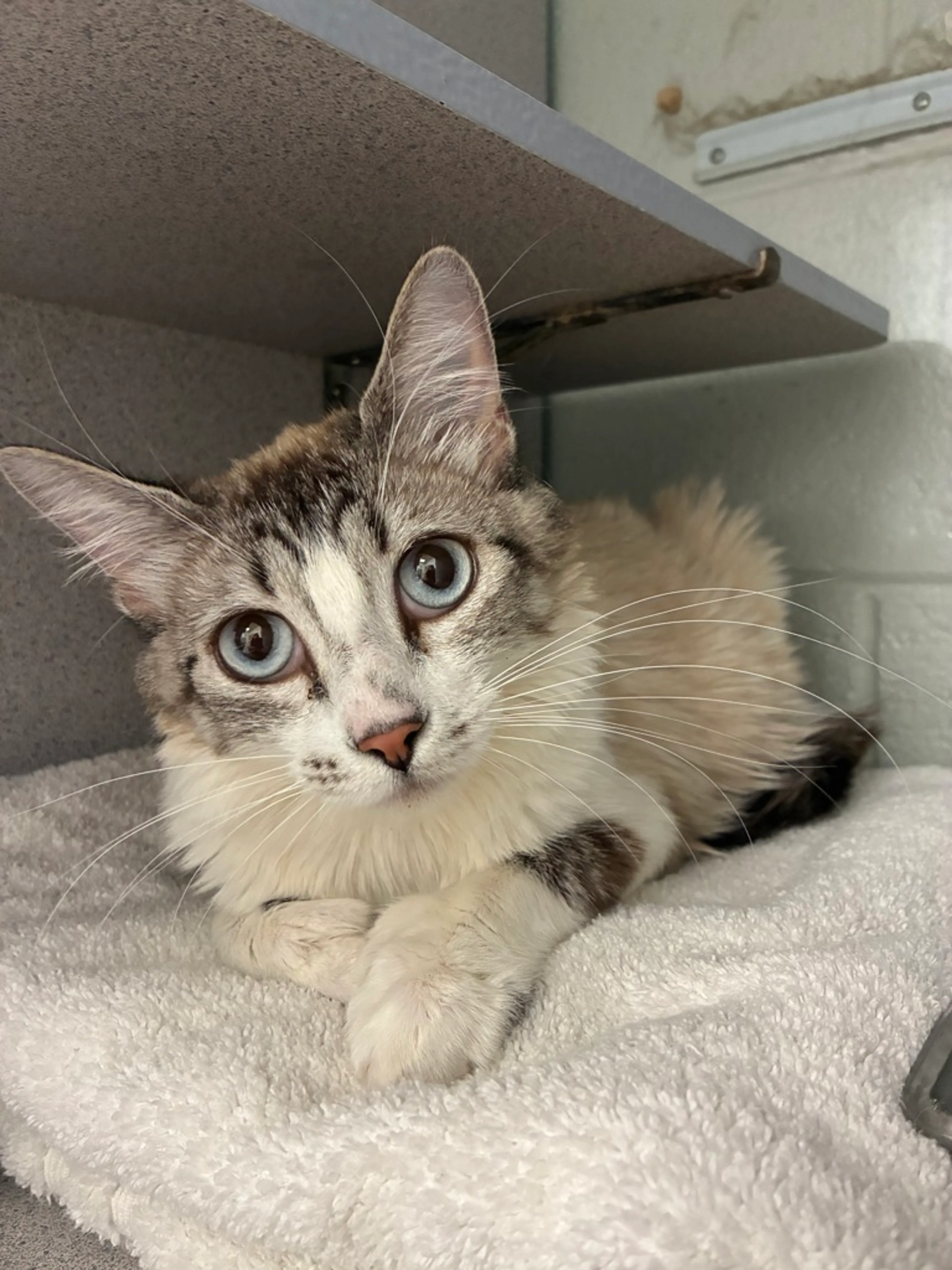 Found pet-1