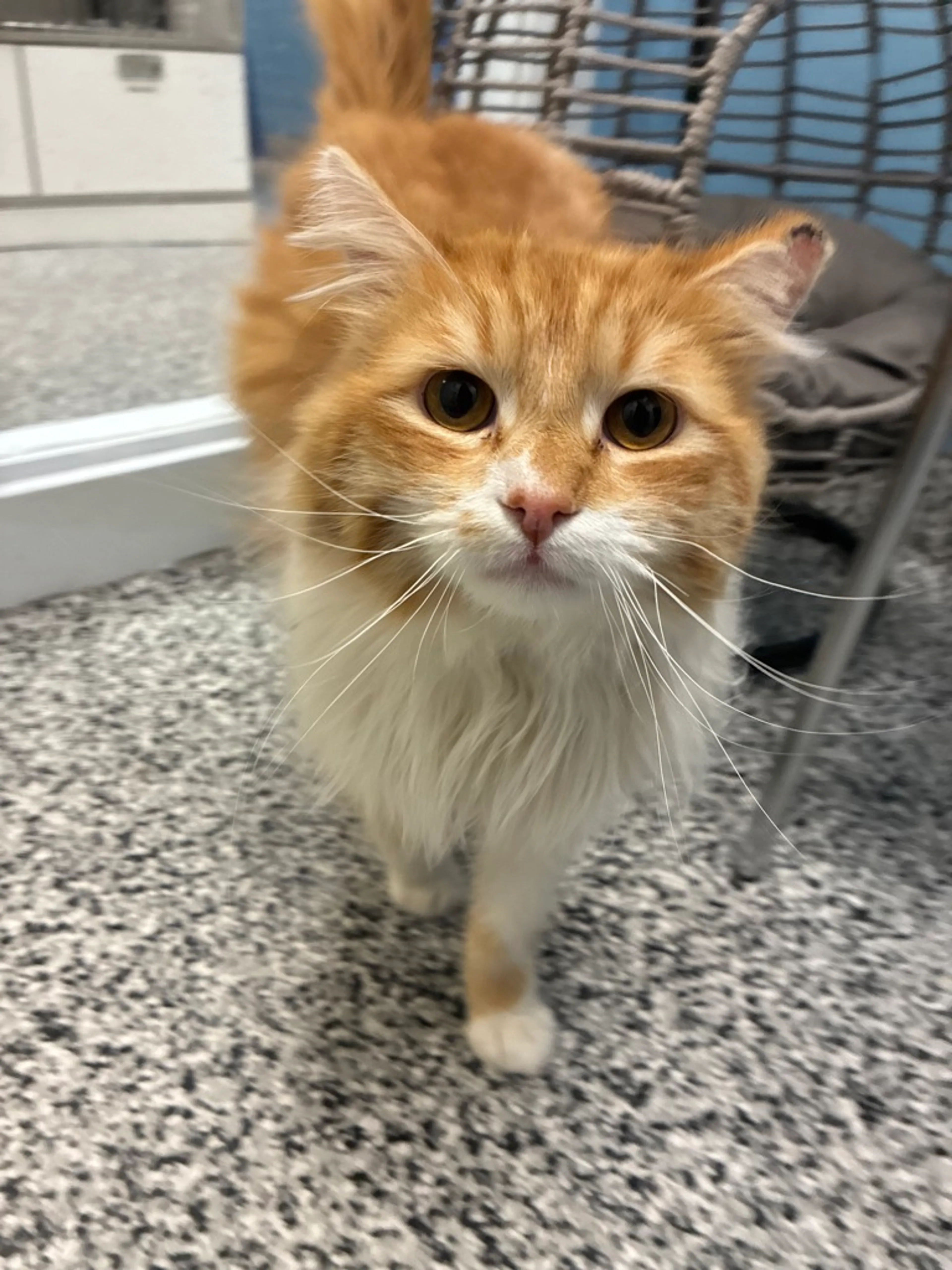 Found pet-3