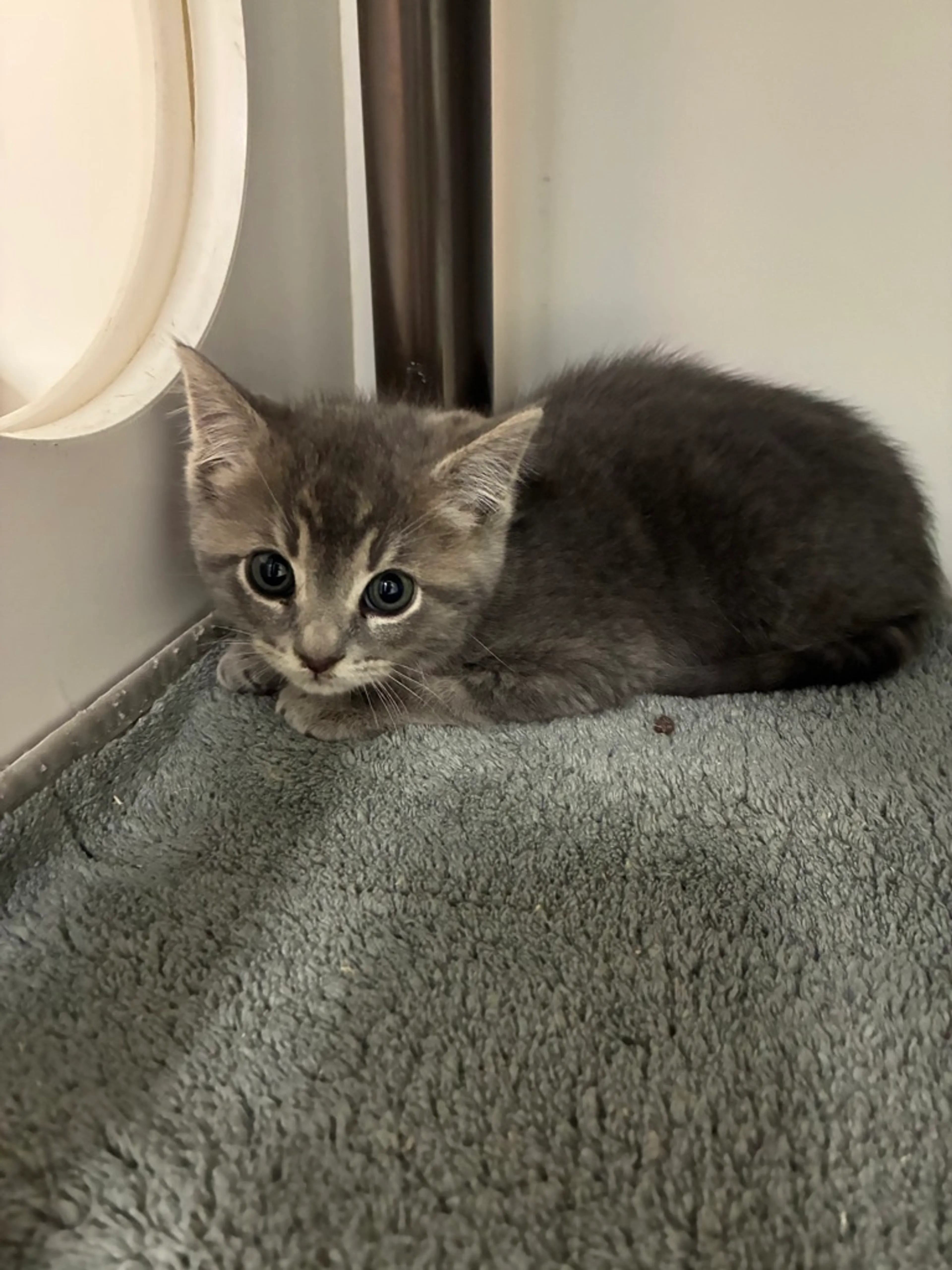 Found pet-2