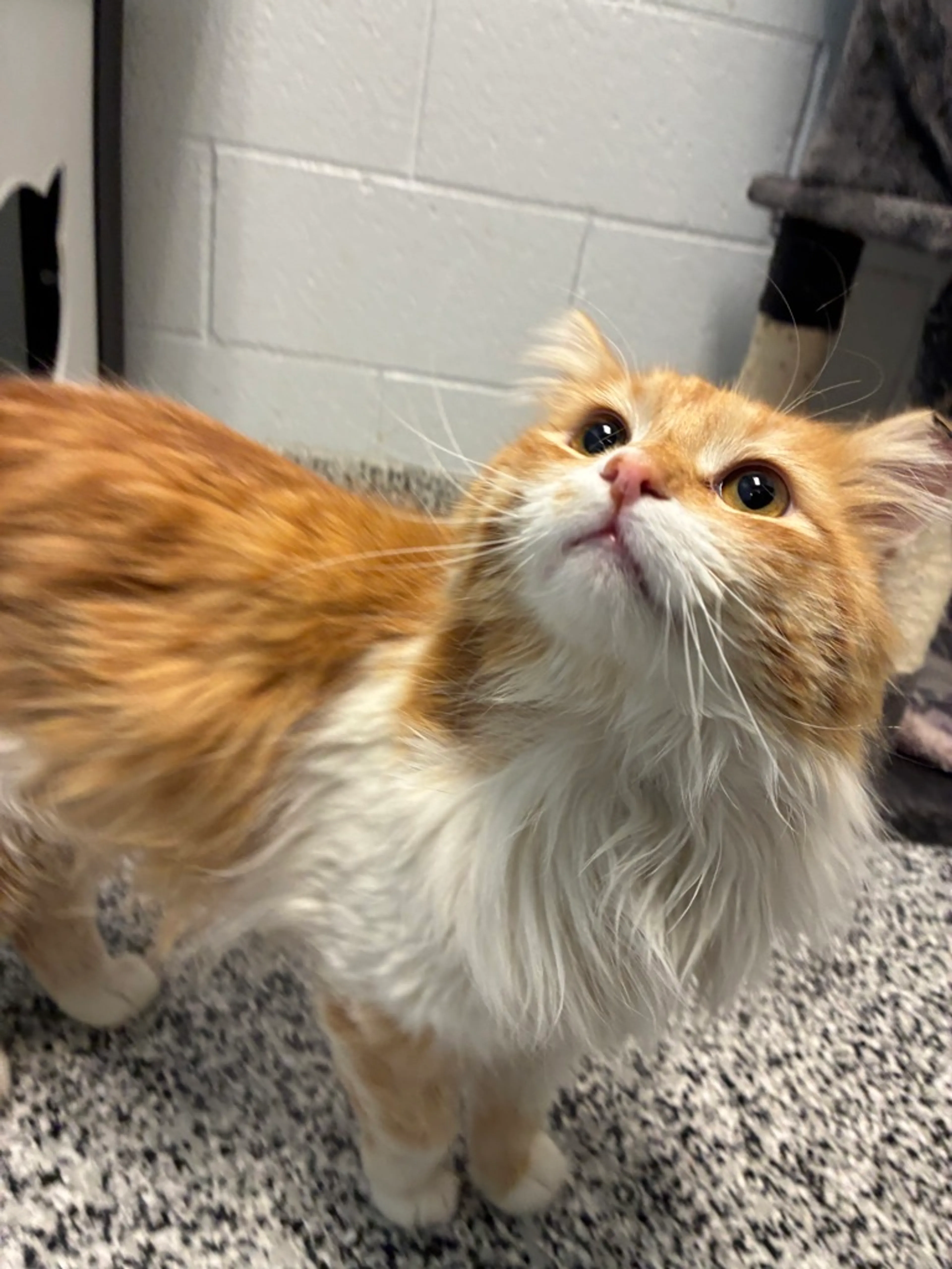 Found pet-4