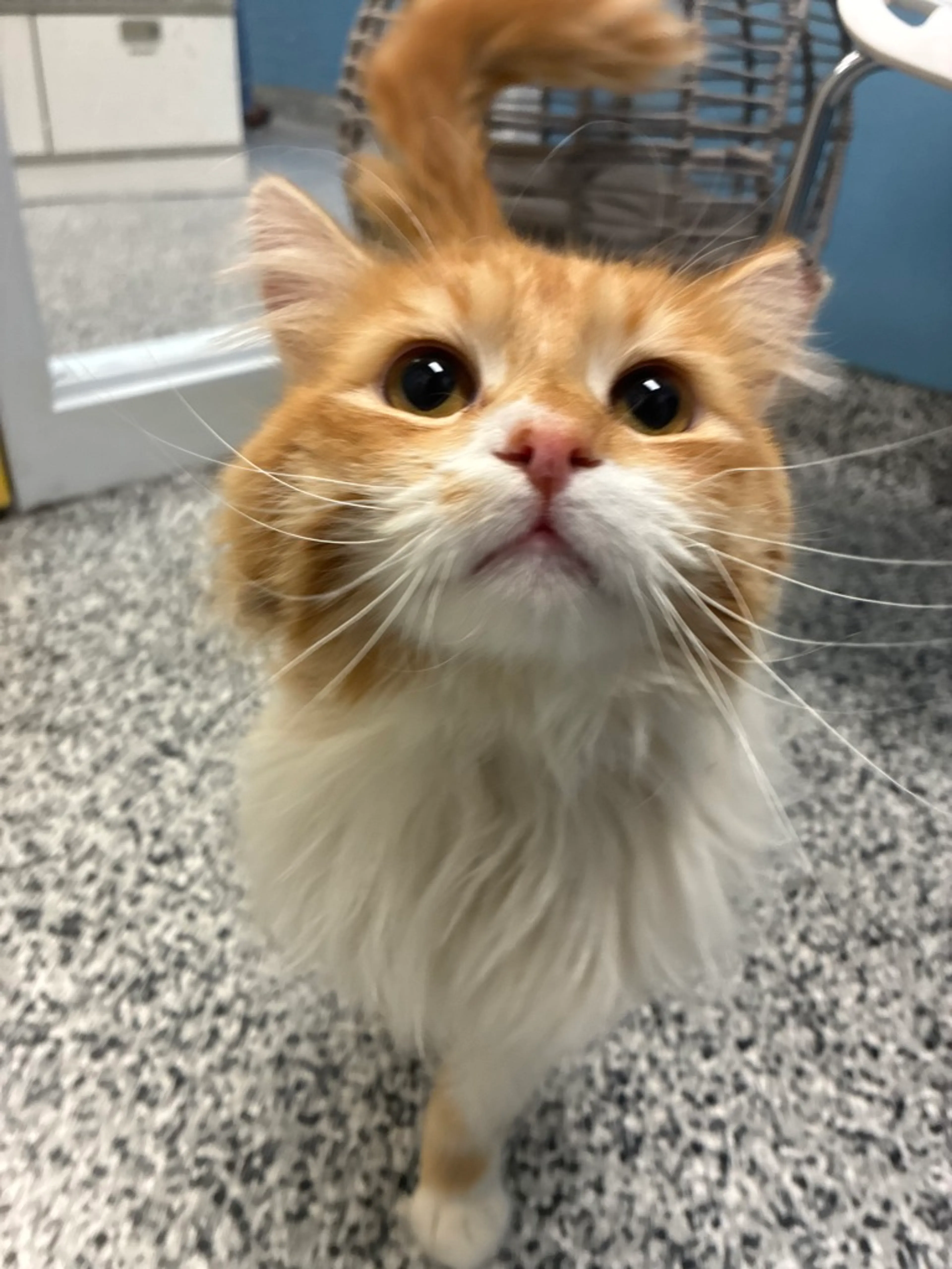 Found pet-0