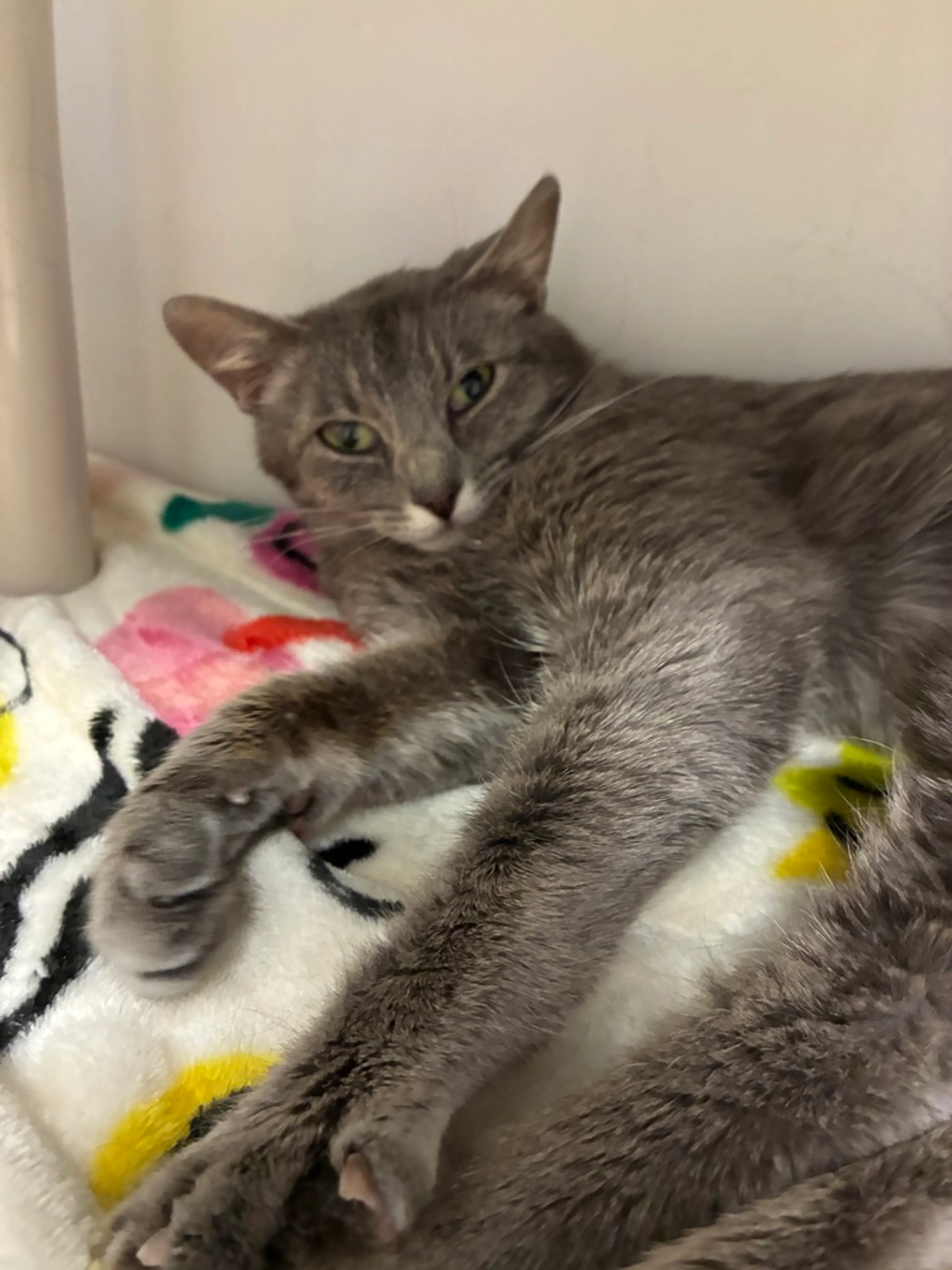 Found pet